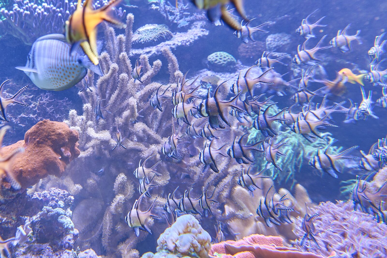 Sony Cyber-shot DSC-RX10 III sample photo. Aquarium, fish, underwater world photography