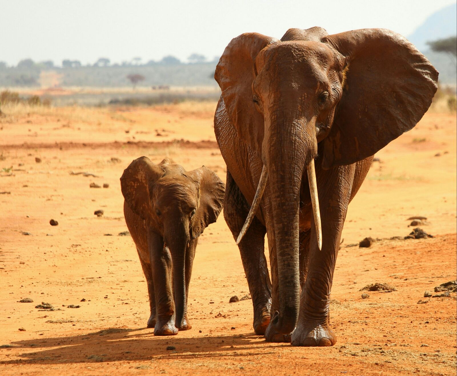 Canon EOS 700D (EOS Rebel T5i / EOS Kiss X7i) sample photo. Elephant, africa, national park photography