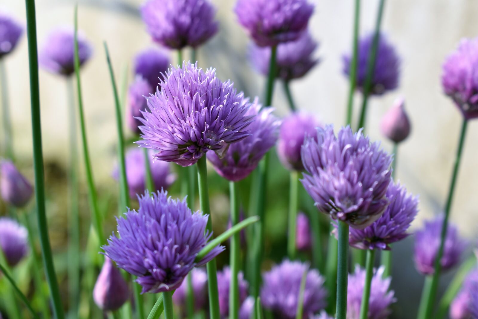 Nikon D5500 sample photo. Chives, blossom, bloom photography