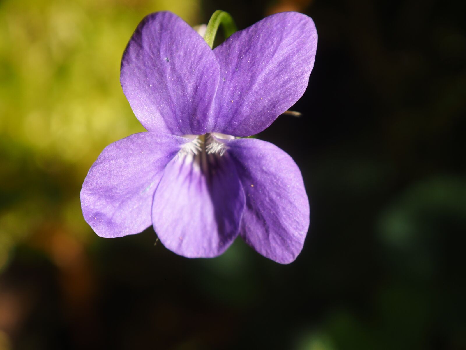 OLYMPUS M.12-50mm F3.5-6.3 sample photo. Flower, purple, nature photography