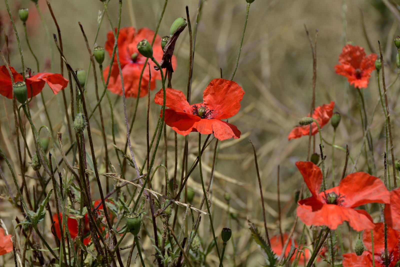 Nikon D7100 sample photo. Klatschmohn, poppy flower, wild photography