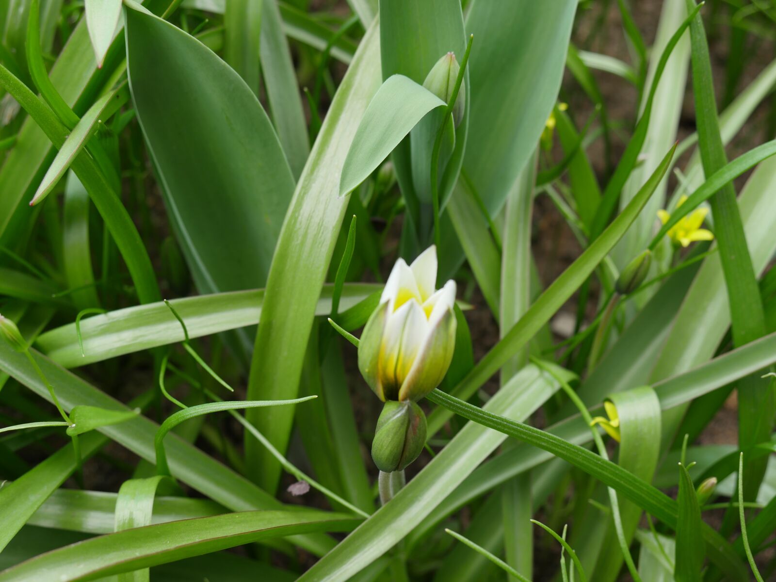 Panasonic Lumix DMC-GX8 sample photo. Crocuses, primroses, nature photography