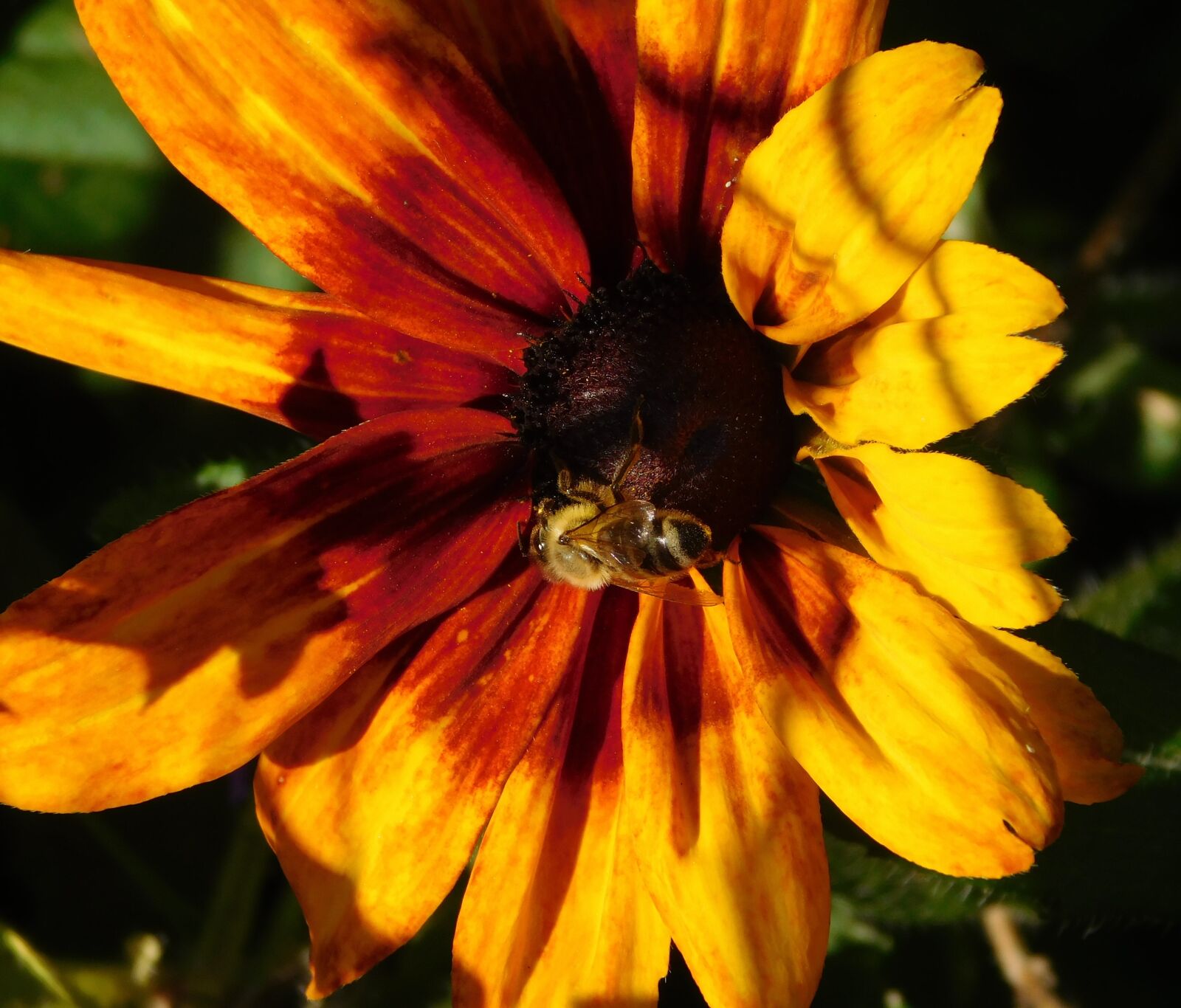 Nikon Coolpix L840 sample photo. Bee, honey bee, insect photography