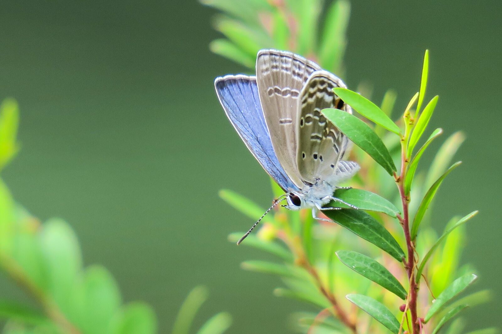 Canon PowerShot G3 X sample photo. Butterfly, nature, insect photography