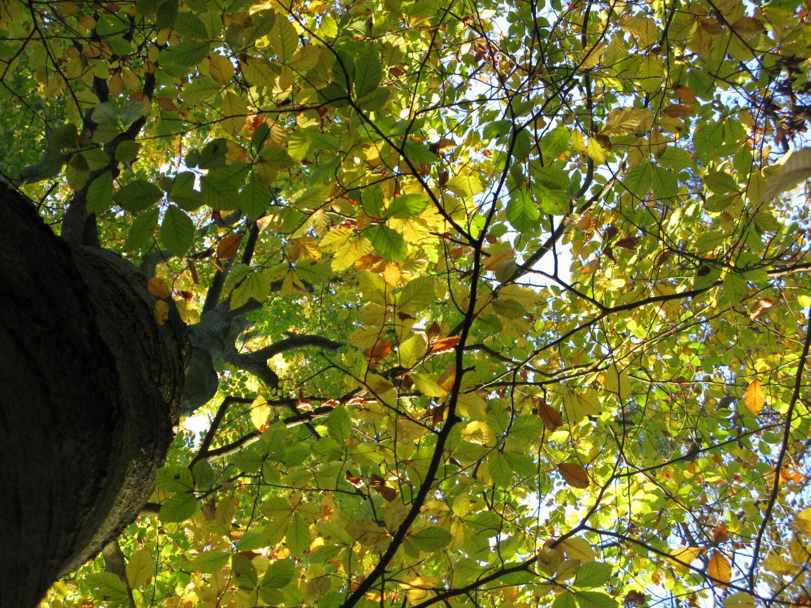 Canon POWERSHOT G9 sample photo. Beech, beech forest, fagus photography
