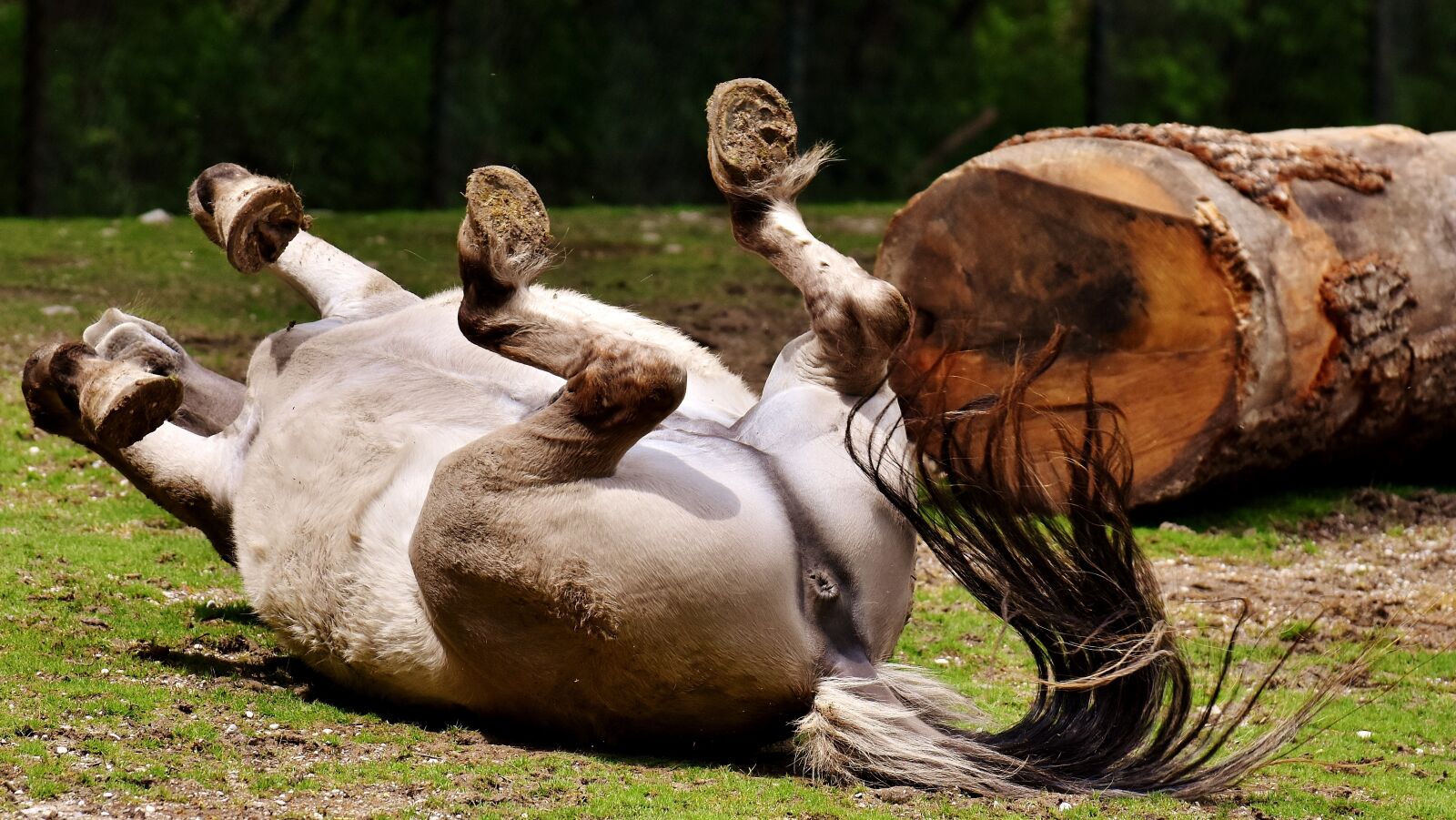Nikon D7200 sample photo. Tarpan, horse, play photography