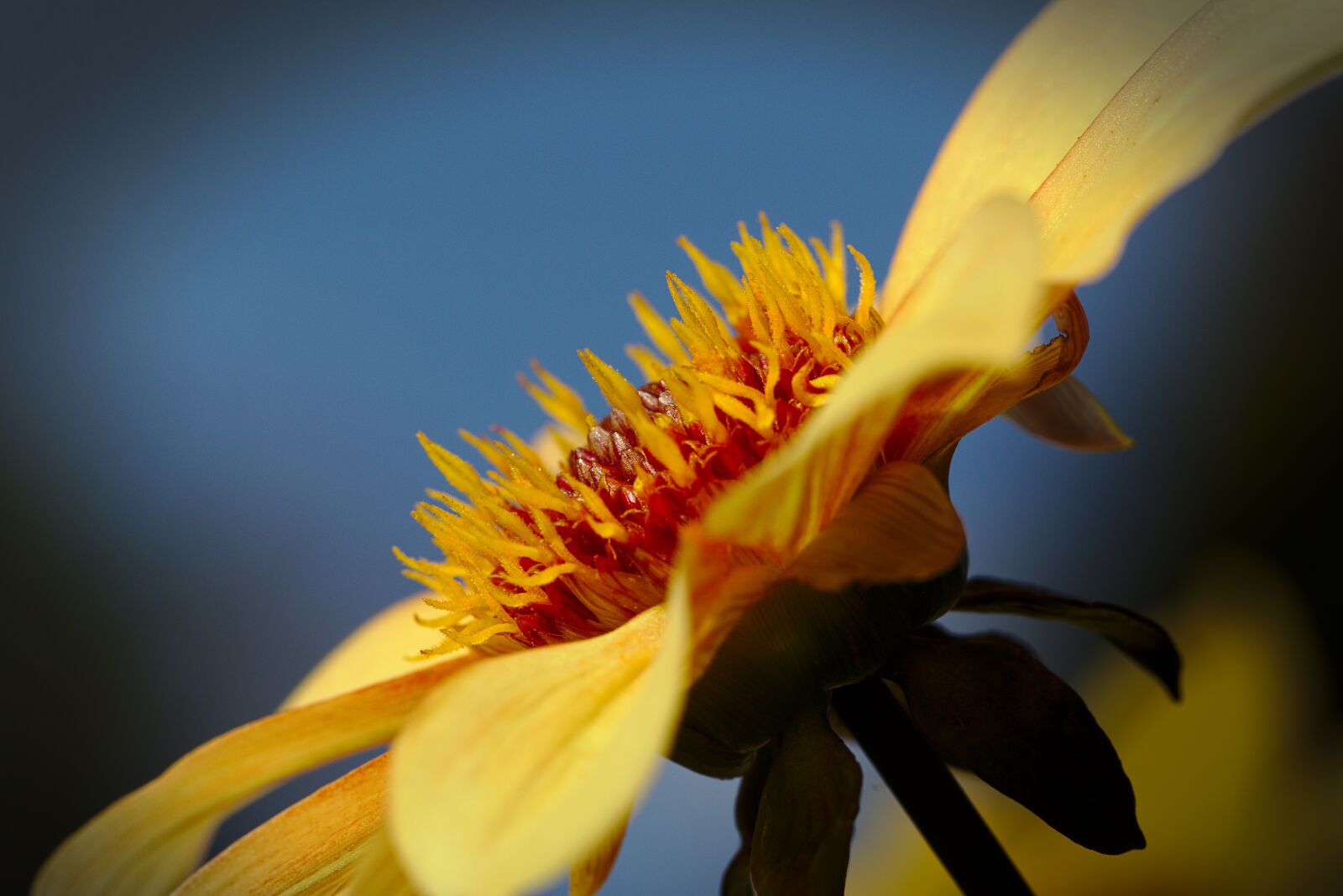 Canon EOS M5 sample photo. Flower, sky, autumn photography