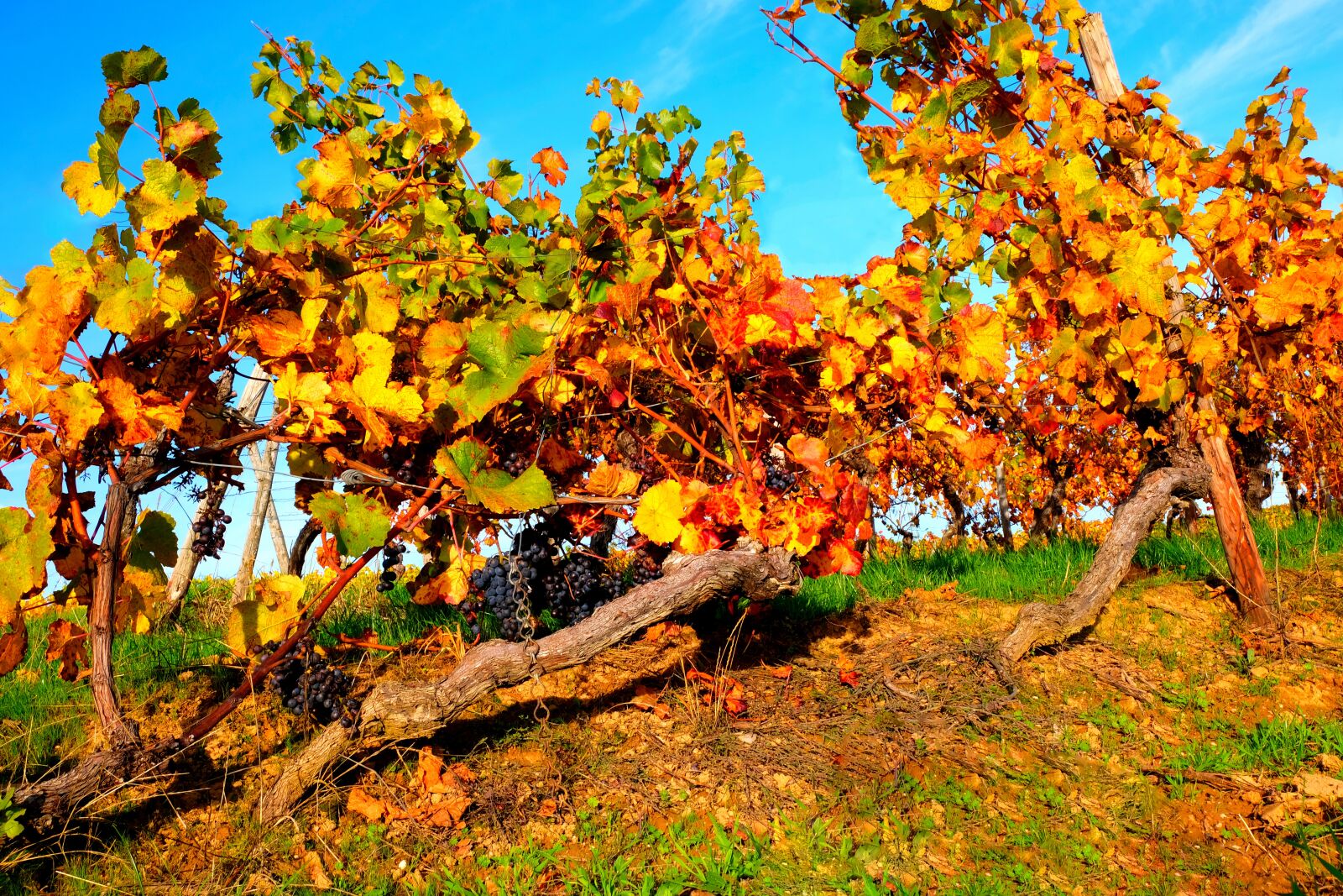 Fujifilm X-T20 sample photo. Vine, grapevine, grapes photography
