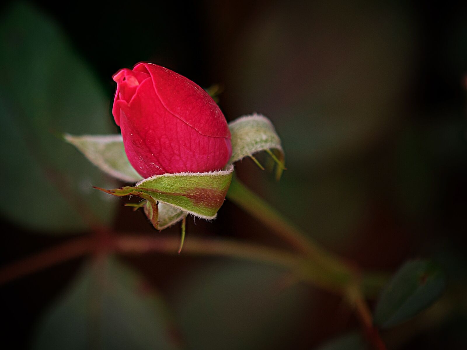 Nikon D3300 sample photo. Flower, nature, leaf photography