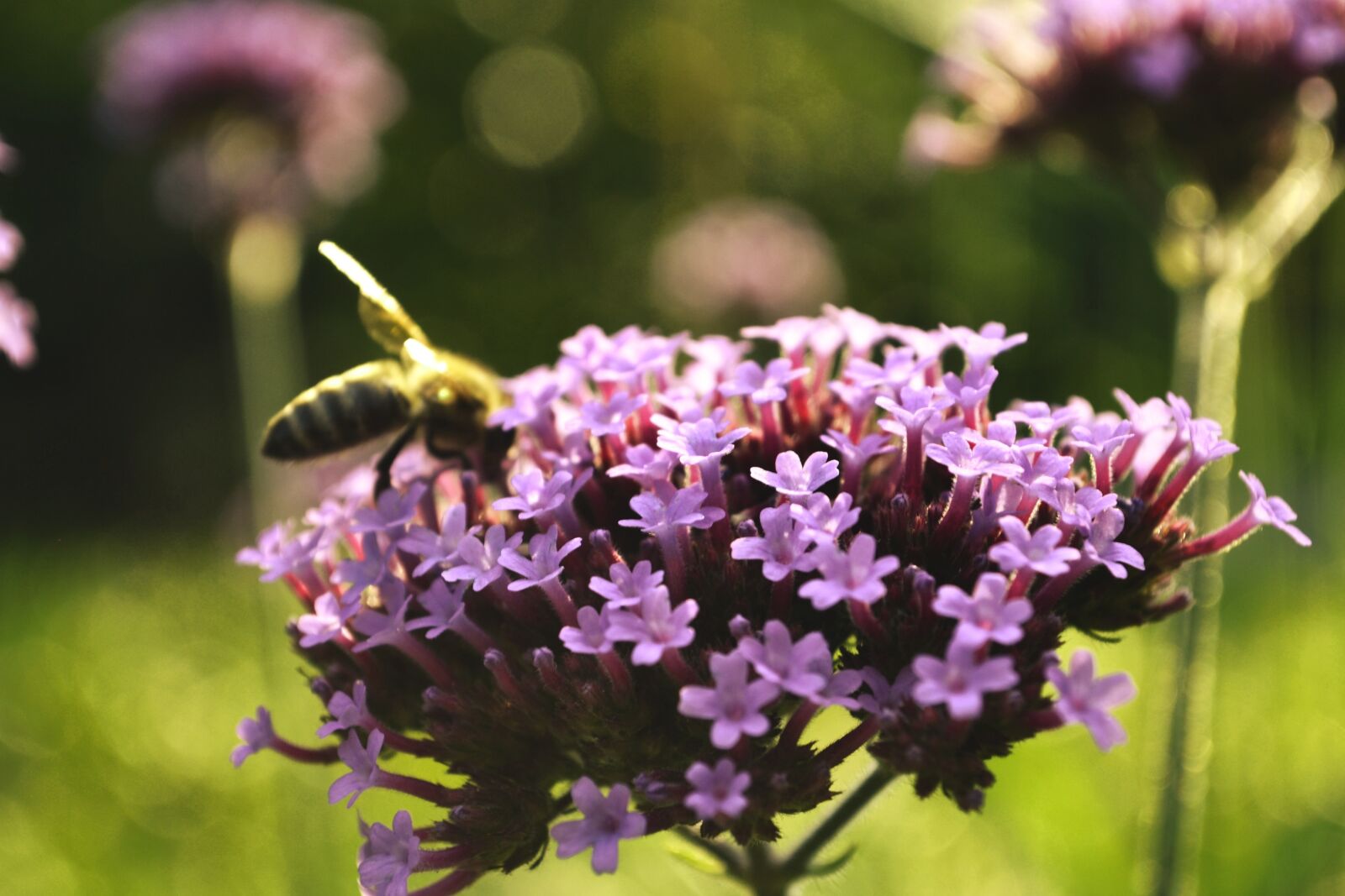 Nikon D3100 sample photo. Blossom, bloom, purple photography
