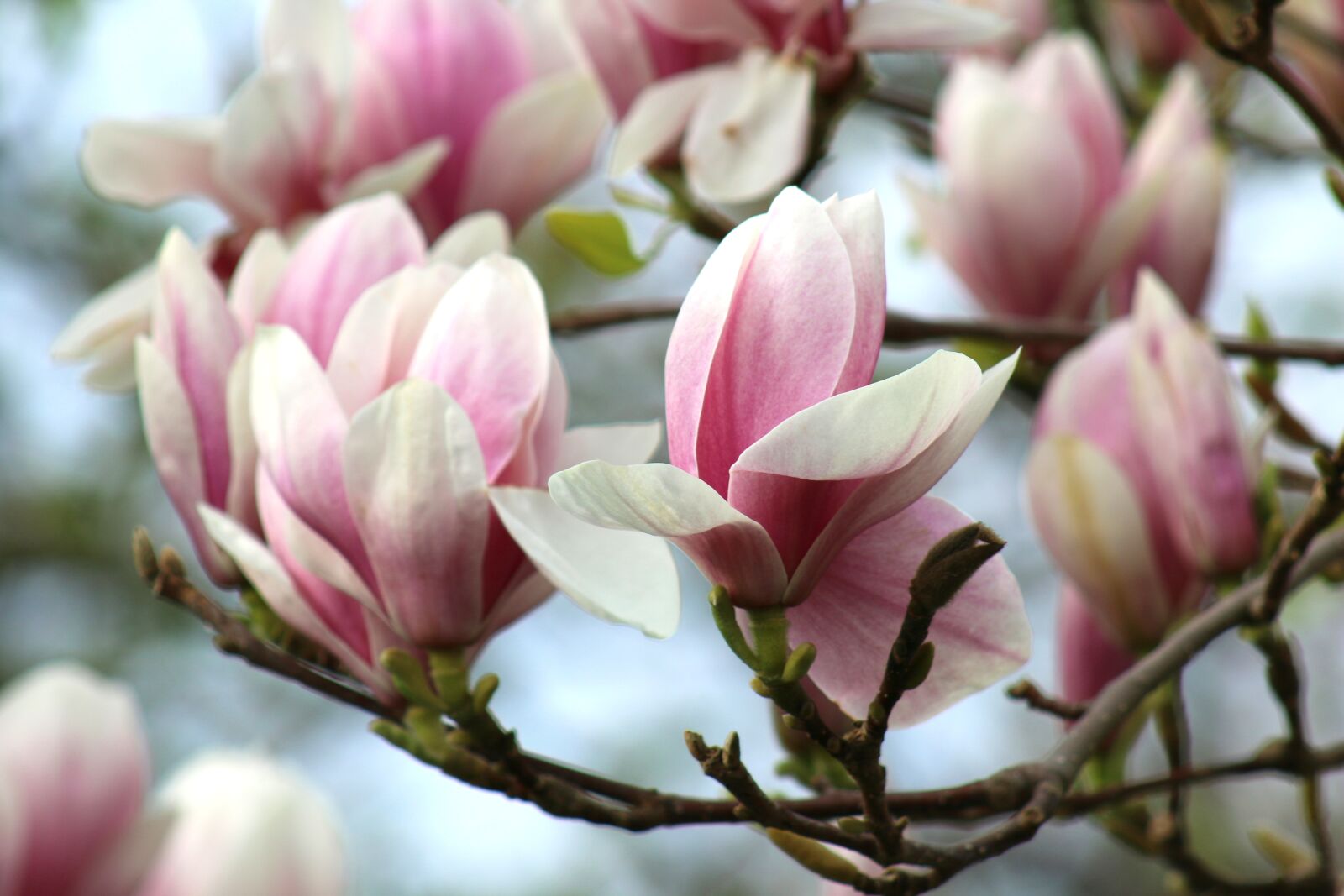 Canon EOS 70D + Canon EF 75-300mm f/4-5.6 USM sample photo. Spring, magnolia, flower photography