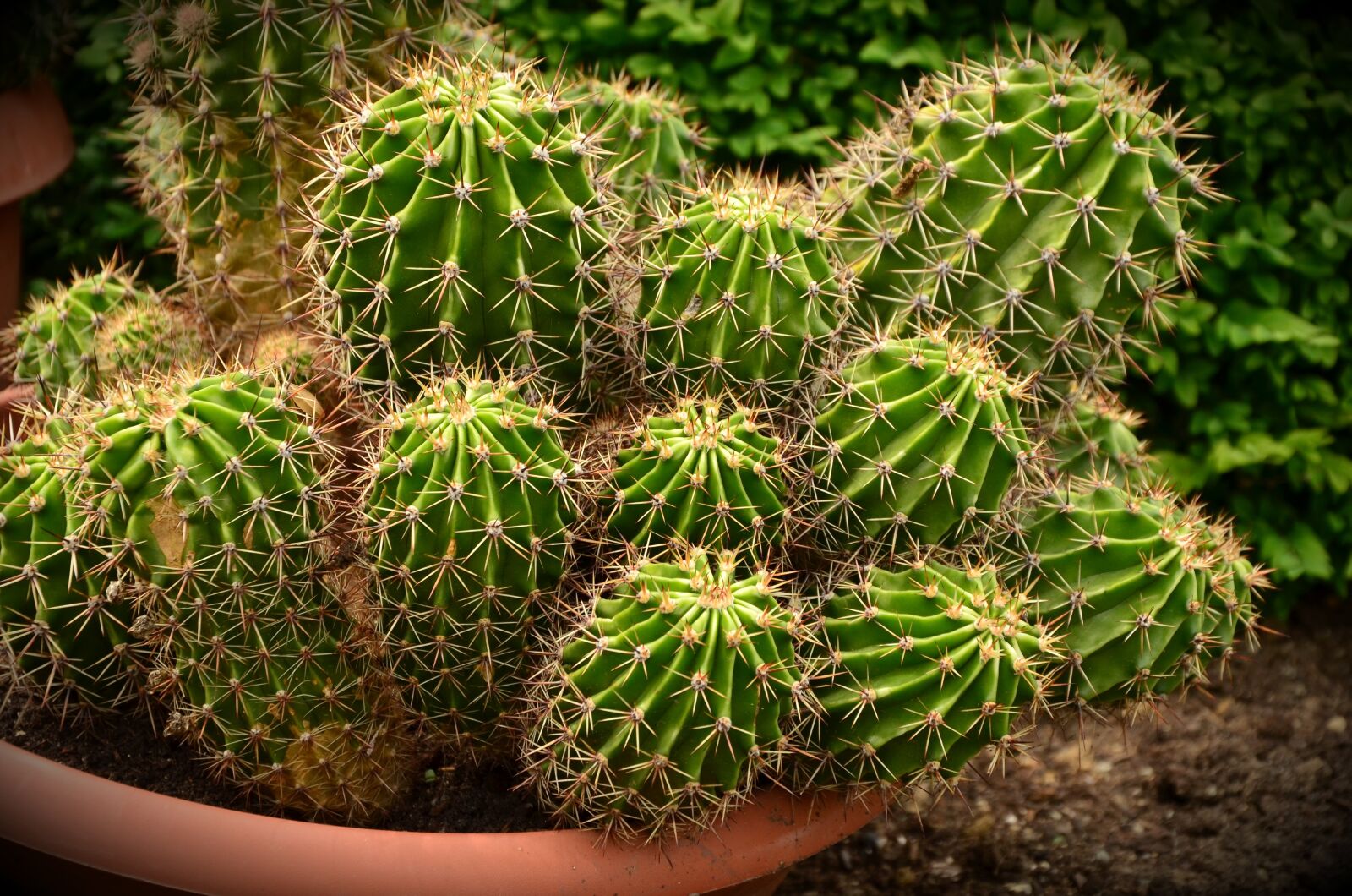 Nikon D5100 sample photo. Cactus, desert cactus, prickly photography