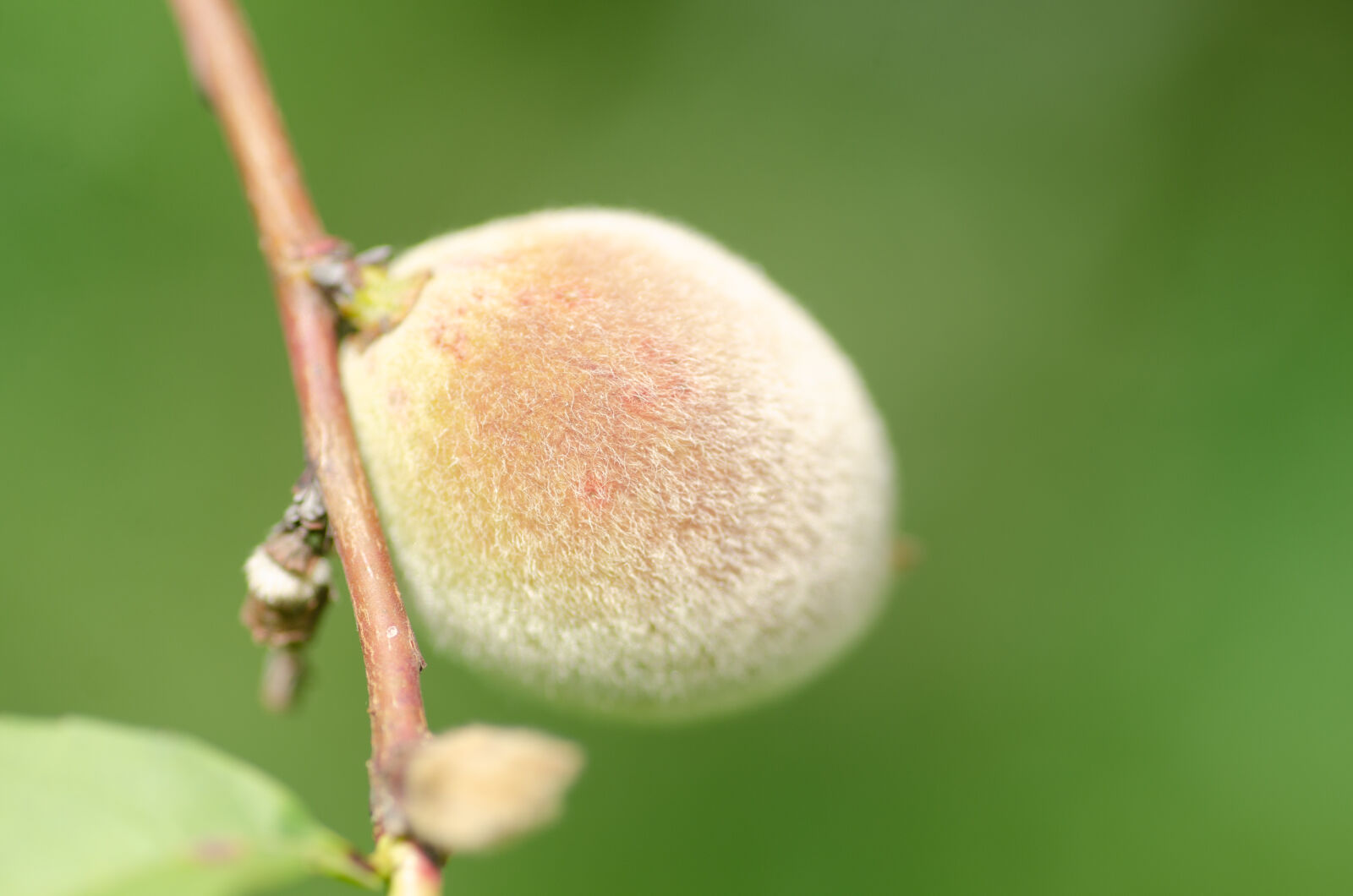Tamron SP AF 90mm F2.8 Di Macro sample photo