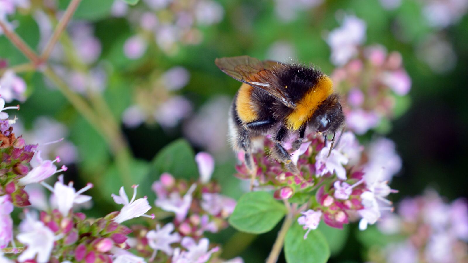 Nikon D5200 sample photo. Hummel, insect, blossom photography