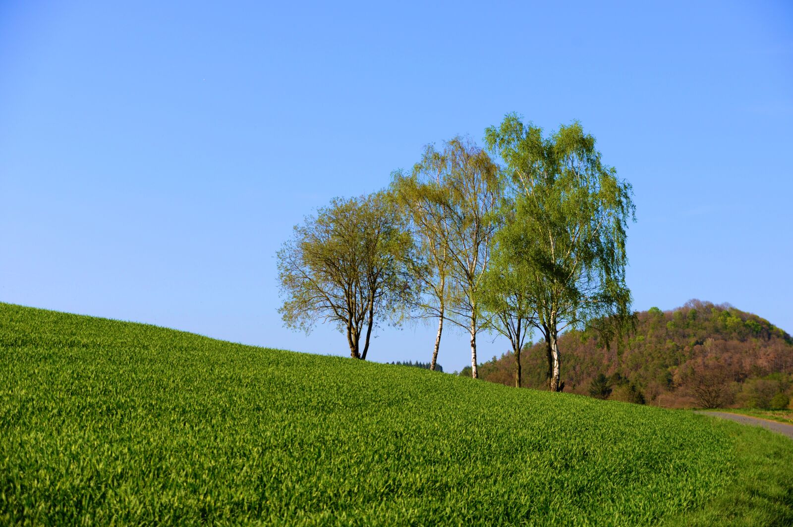 Nikon D610 sample photo. Landscape, spring, meadow photography