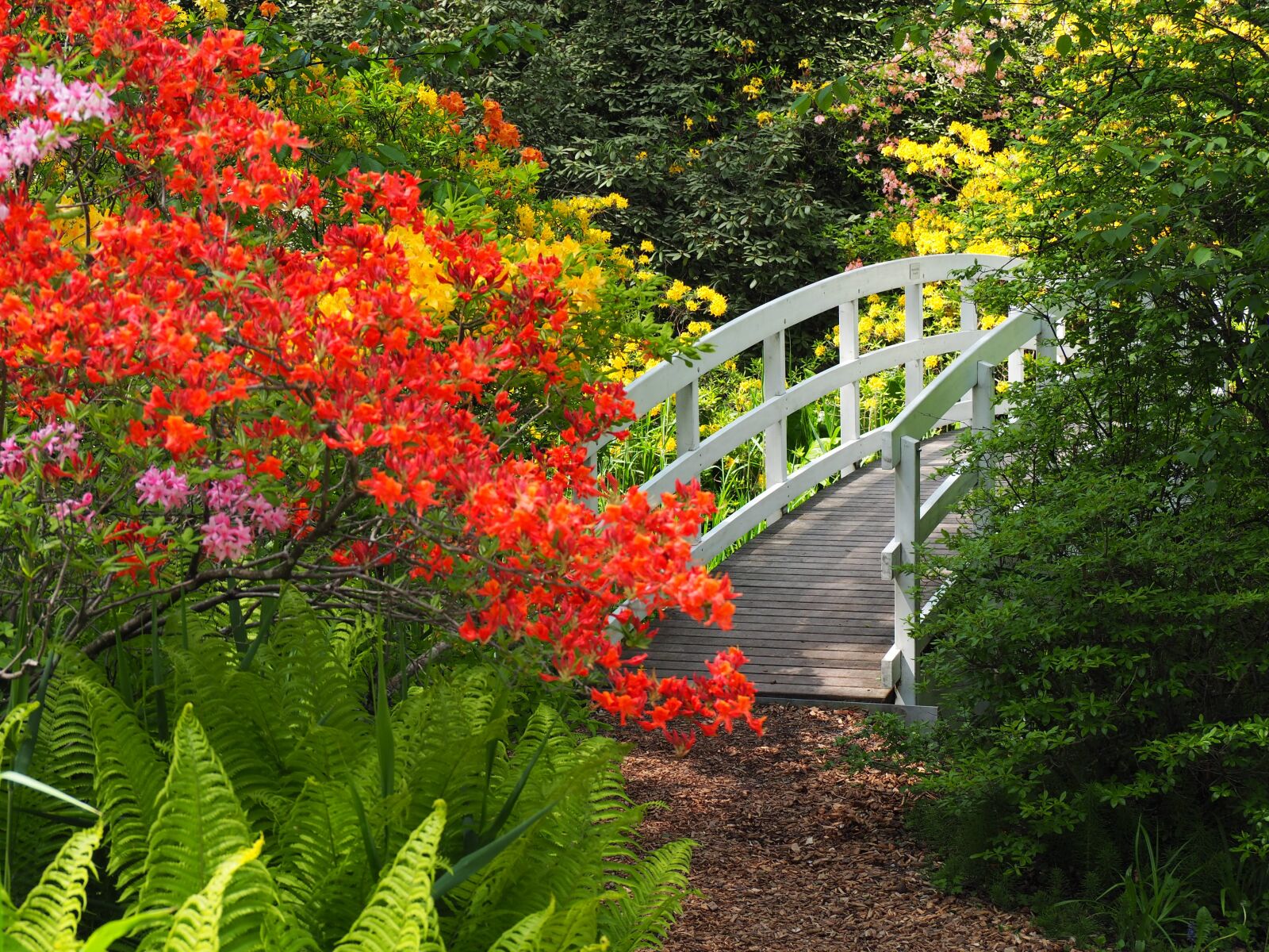 Olympus OM-D E-M10 sample photo. Bridge, nature, rhododendron photography