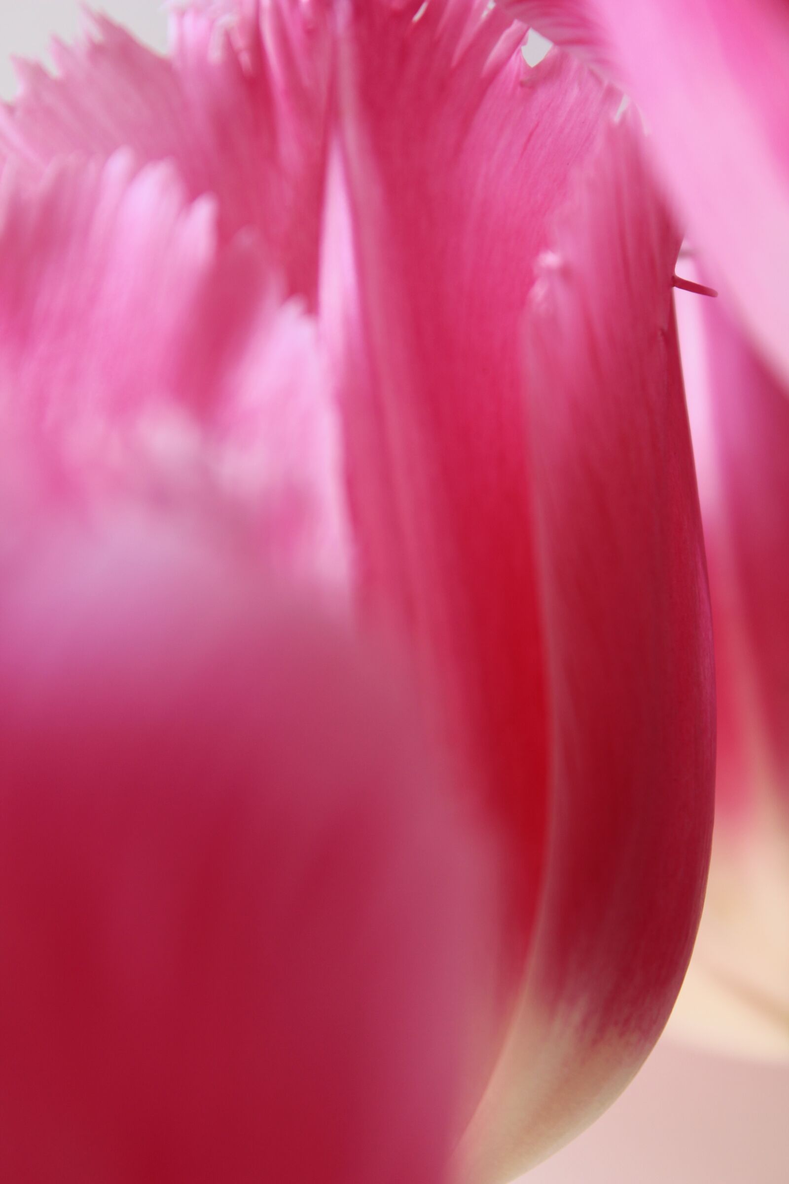Canon EOS 650D (EOS Rebel T4i / EOS Kiss X6i) sample photo. Flower, tulip, nature photography