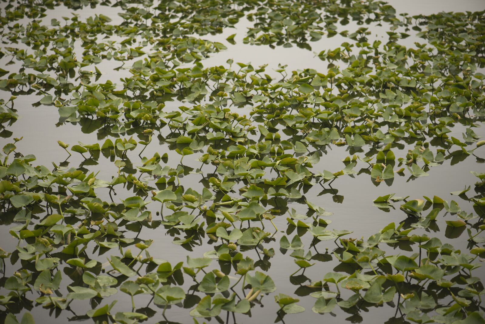 Nikon D610 sample photo. Color, green, lake photography