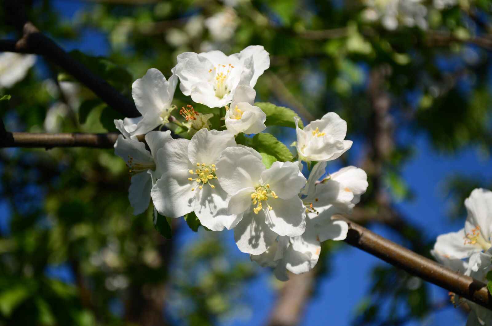 Nikon D5100 sample photo. Apple tree, blooms, branch photography