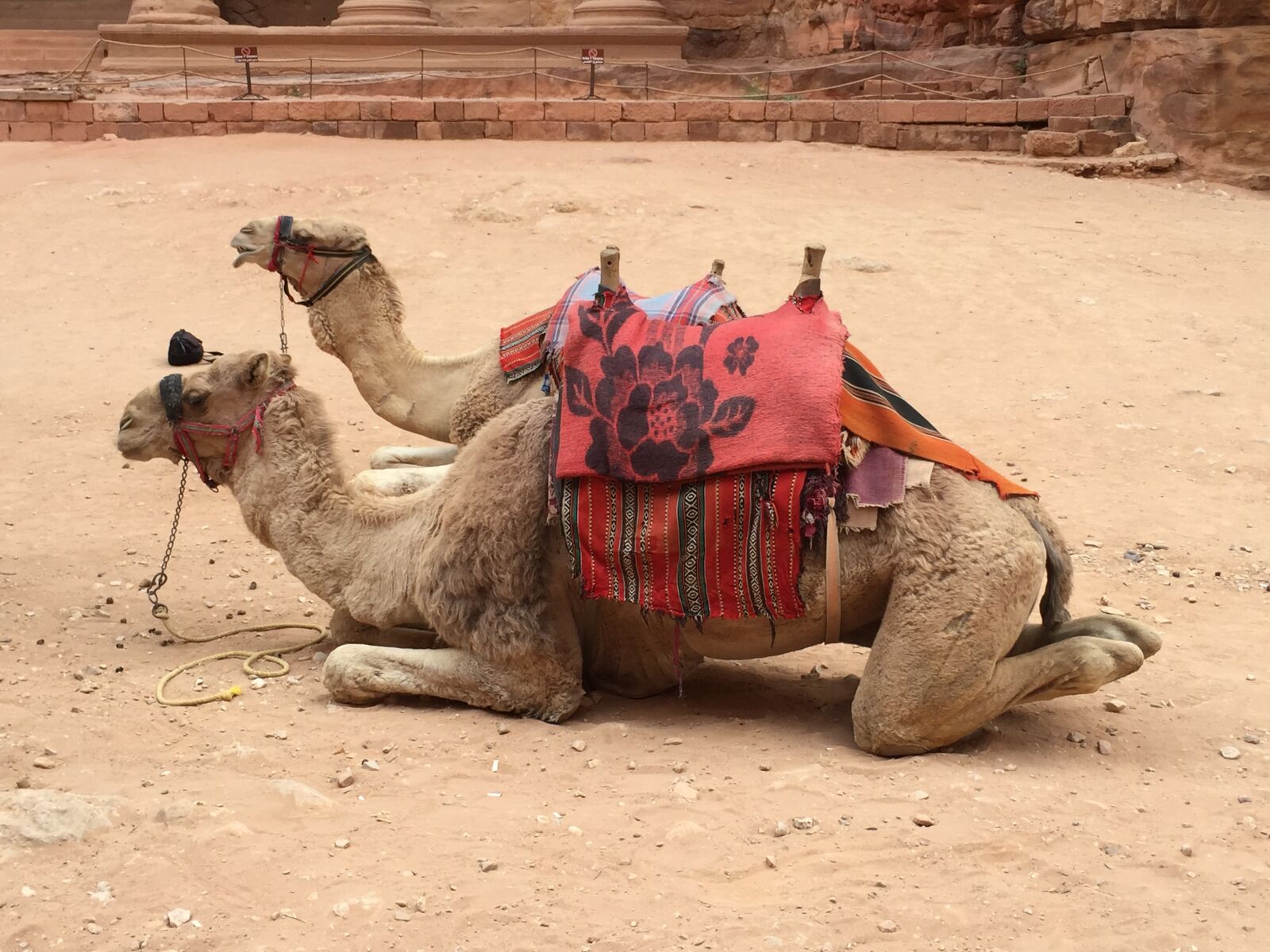 Apple iPhone 6 sample photo. Camel, camels, sitting camel photography