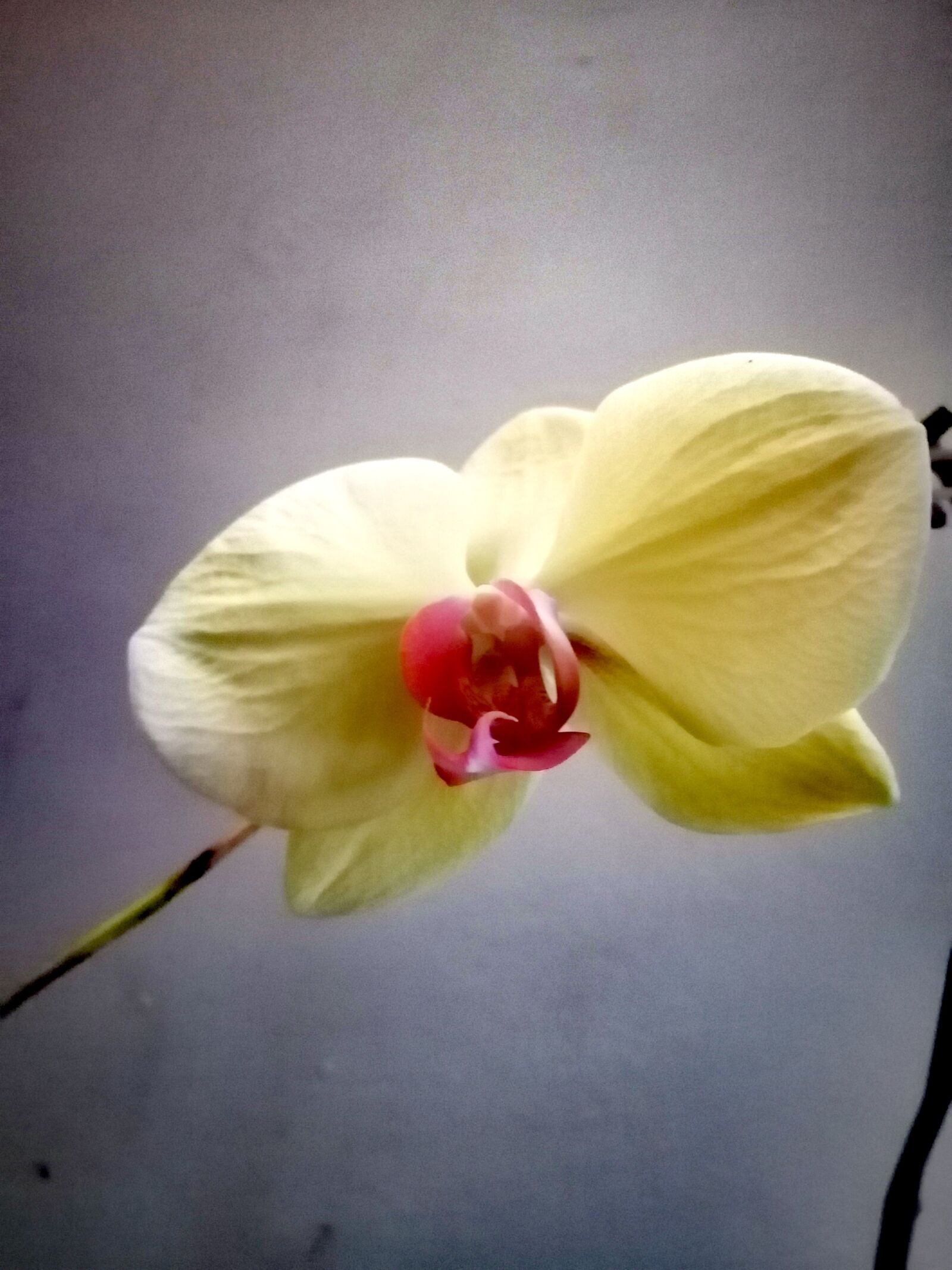 HUAWEI P30 LITE sample photo. Orchid, flower, bloom photography