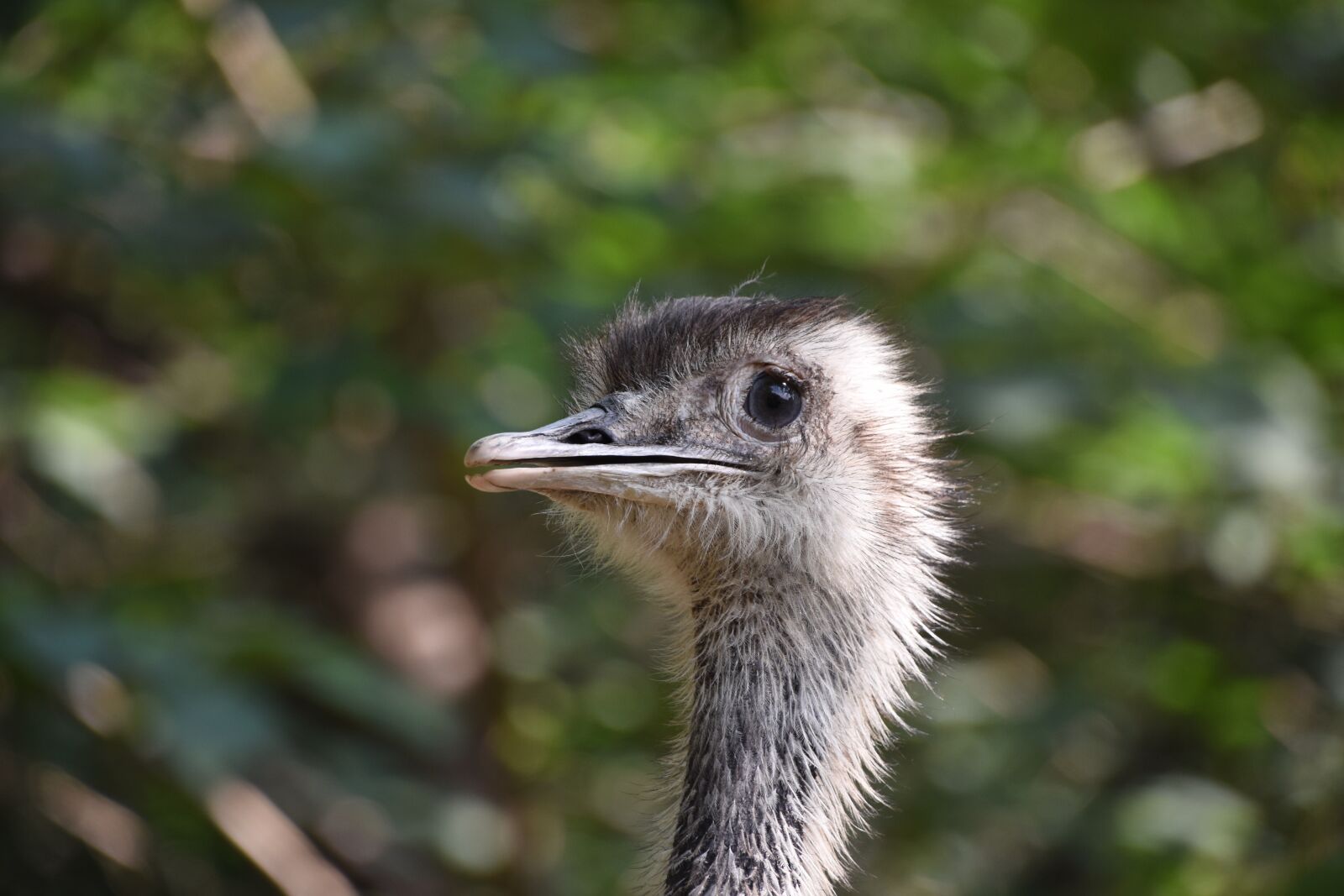 Nikon D7200 sample photo. The ostrich, beautiful, eye photography