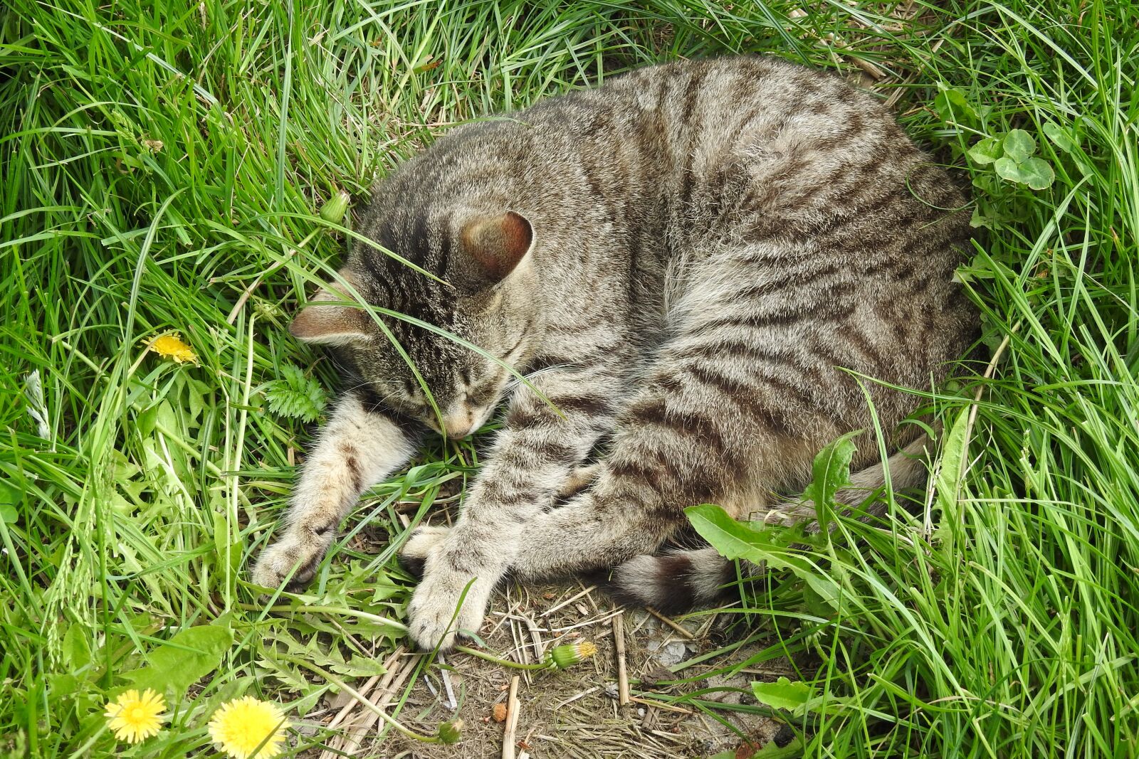 Nikon Coolpix P900 sample photo. Lawn, nature, animals photography