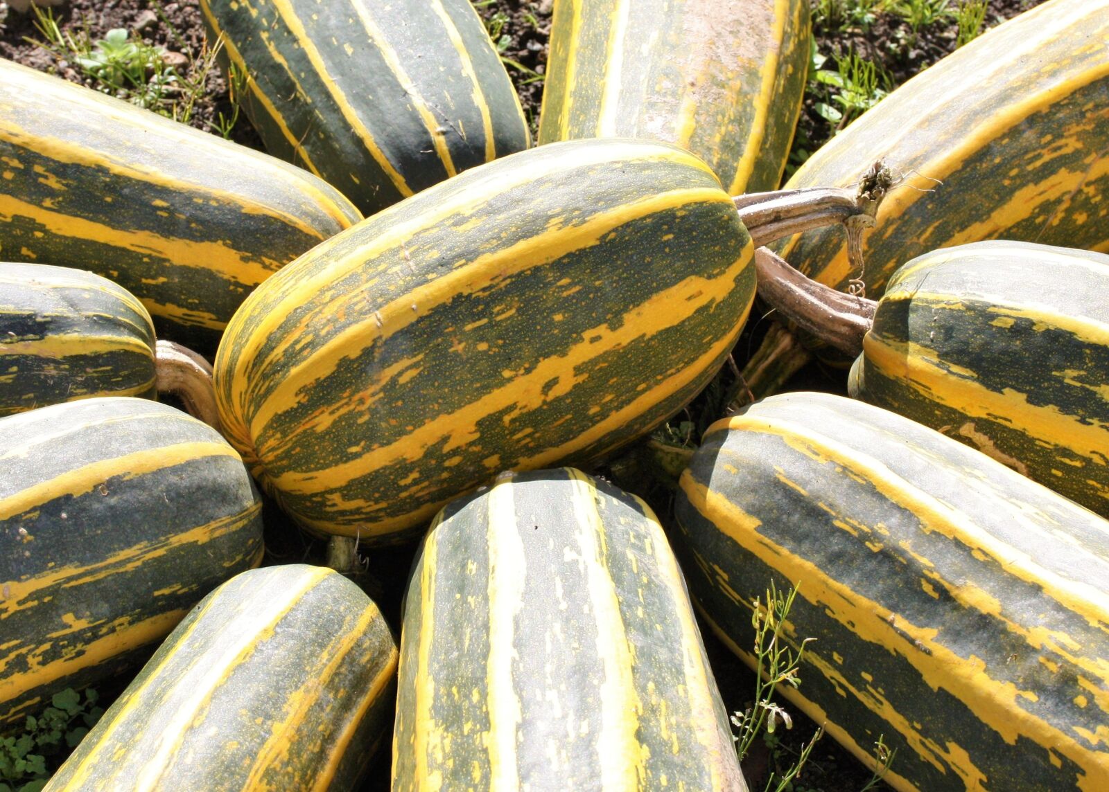 Canon EOS 450D (EOS Rebel XSi / EOS Kiss X2) sample photo. Marrows, marrow, veg photography