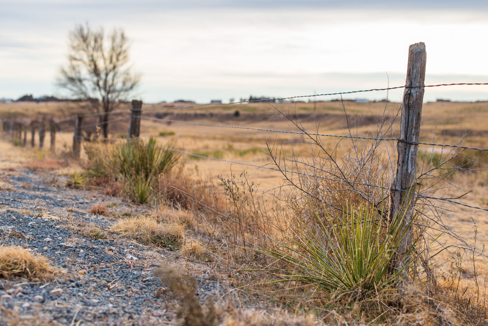 Nikon AF-S Nikkor 50mm F1.4G sample photo. Background, barbed, wire, barbed photography