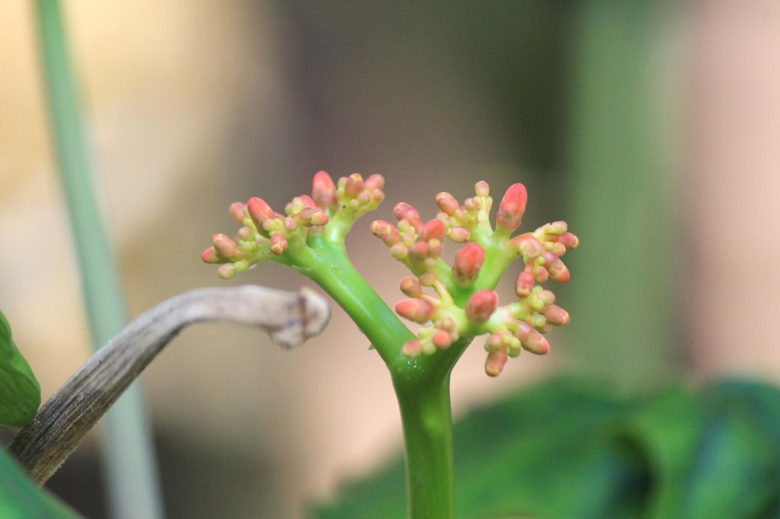 Canon EOS 600D (Rebel EOS T3i / EOS Kiss X5) sample photo. Wild flower, flower, blossom photography