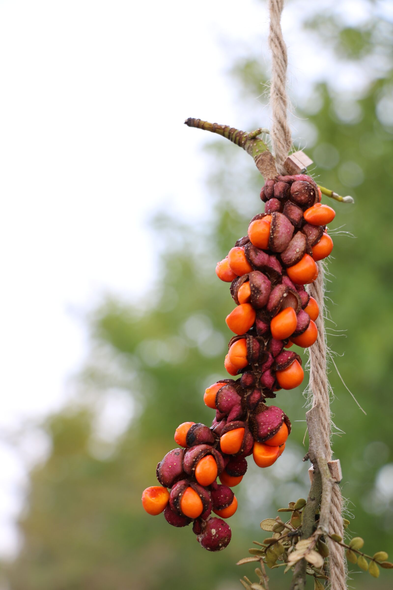 Canon EOS 750D (EOS Rebel T6i / EOS Kiss X8i) sample photo. Ornament, color, plant photography
