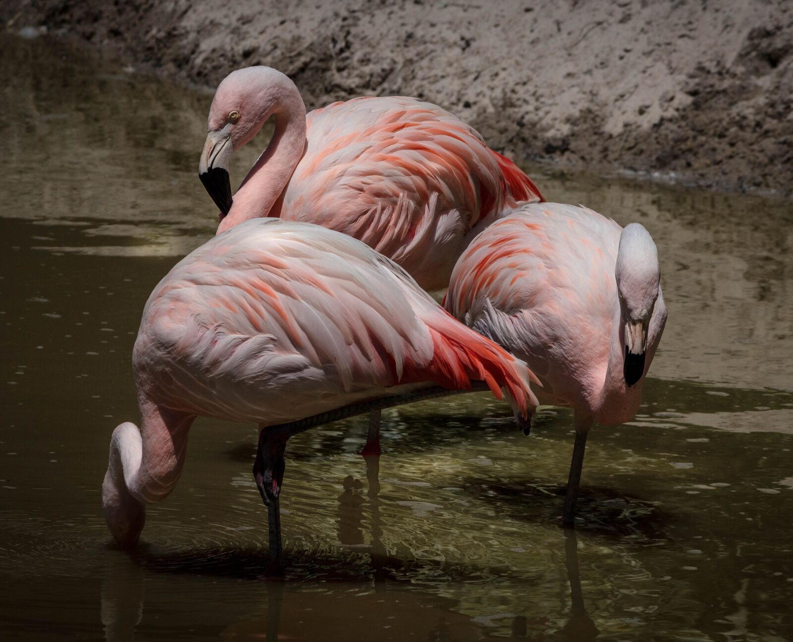 Canon EOS 600D (Rebel EOS T3i / EOS Kiss X5) sample photo. Flamingo, pink flamingos, wading photography