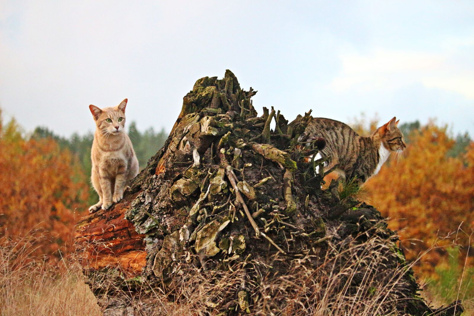 Canon EOS 100D (EOS Rebel SL1 / EOS Kiss X7) sample photo. Cat, mieze, tiger cat photography