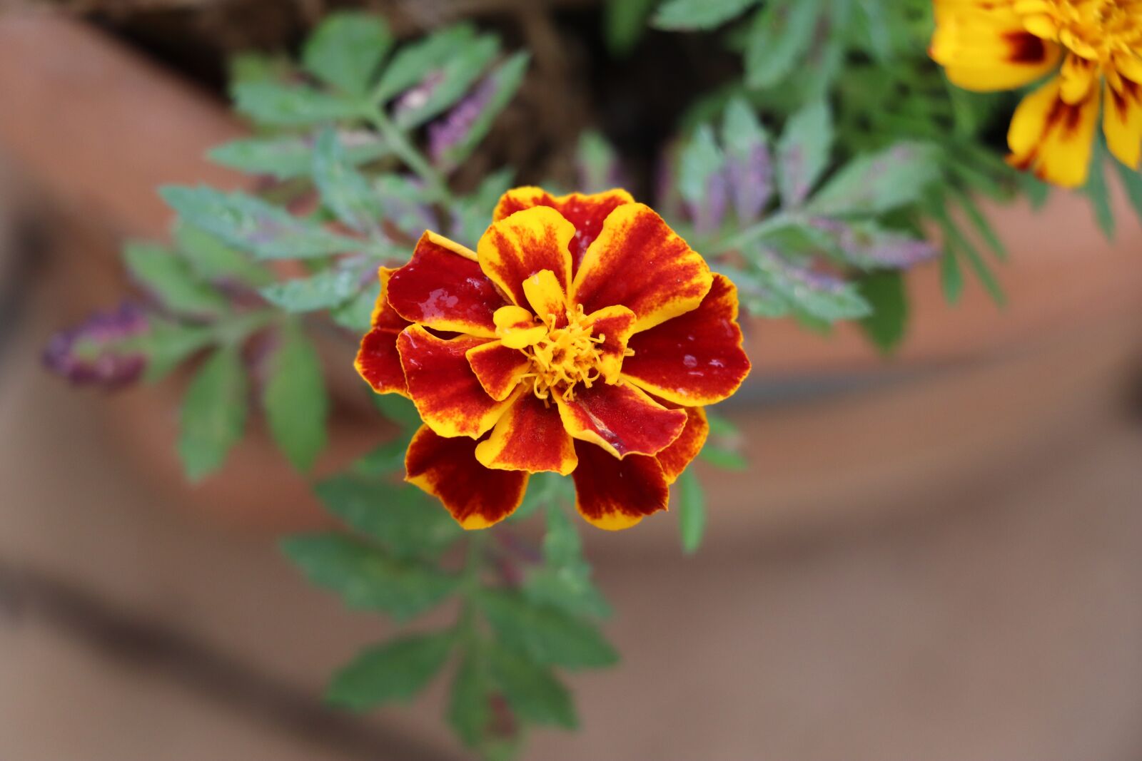 Canon EOS 250D (EOS Rebel SL3 / EOS Kiss X10 / EOS 200D II) sample photo. Marigolds, flower, marigold photography