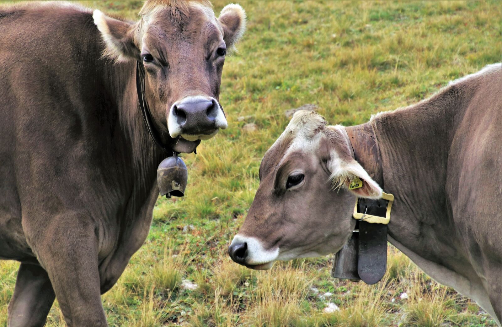 Canon EOS 80D sample photo. Cow, two, grazing photography
