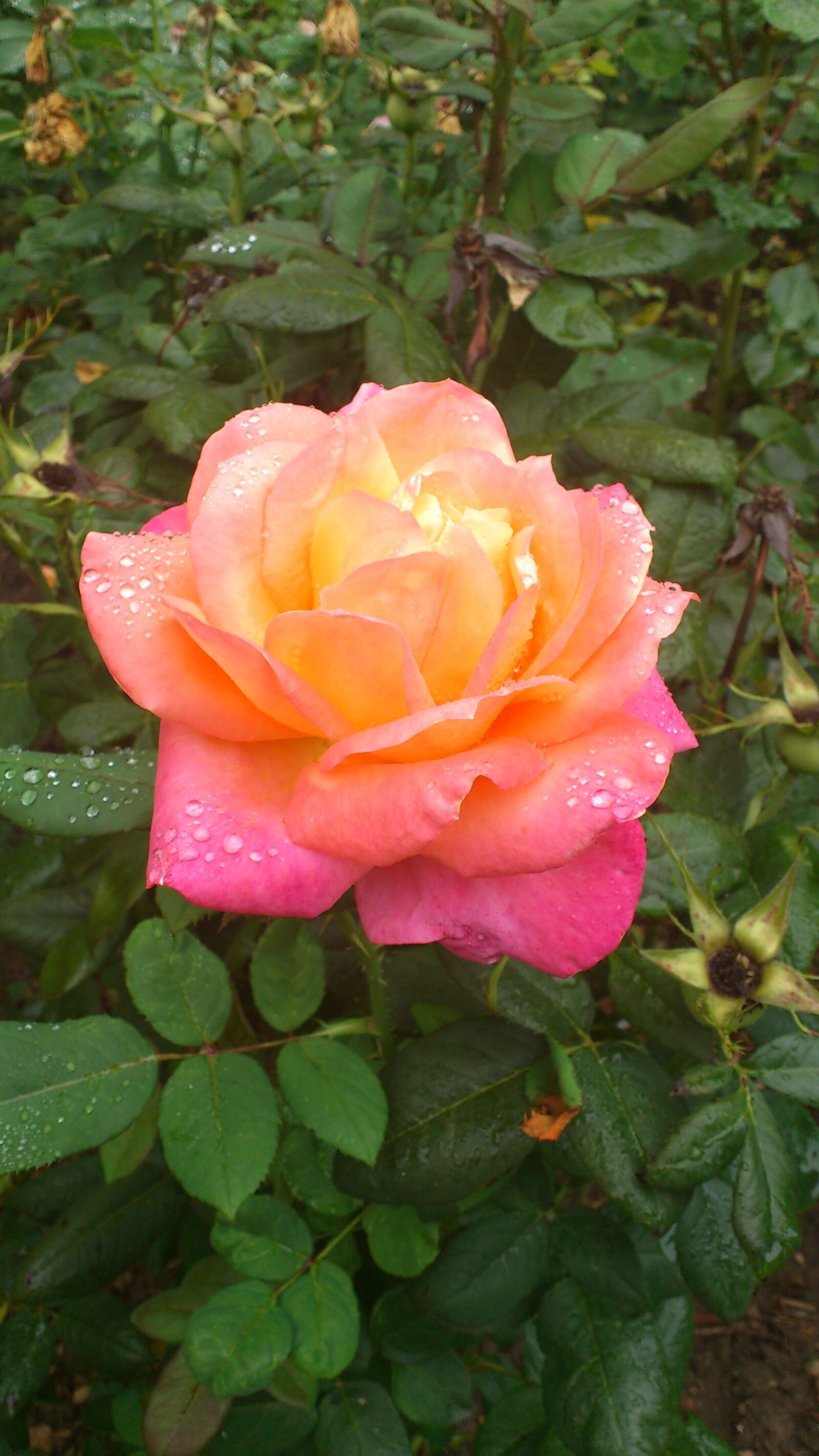 Sony Ericsson Xperia arc S sample photo. Rosa, flower, garden photography