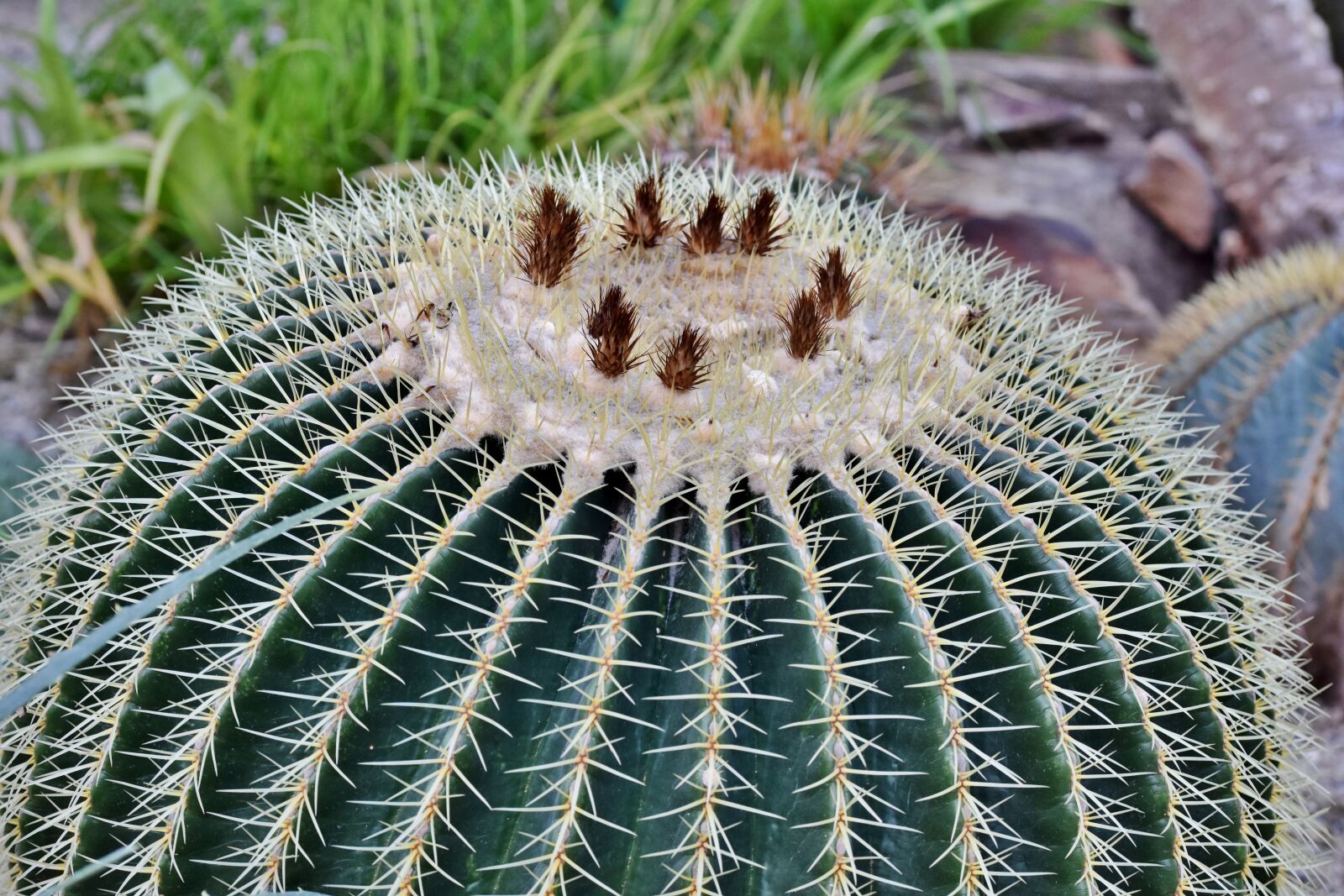 Nikon D7200 sample photo. Cactus, prickly, desert plant photography