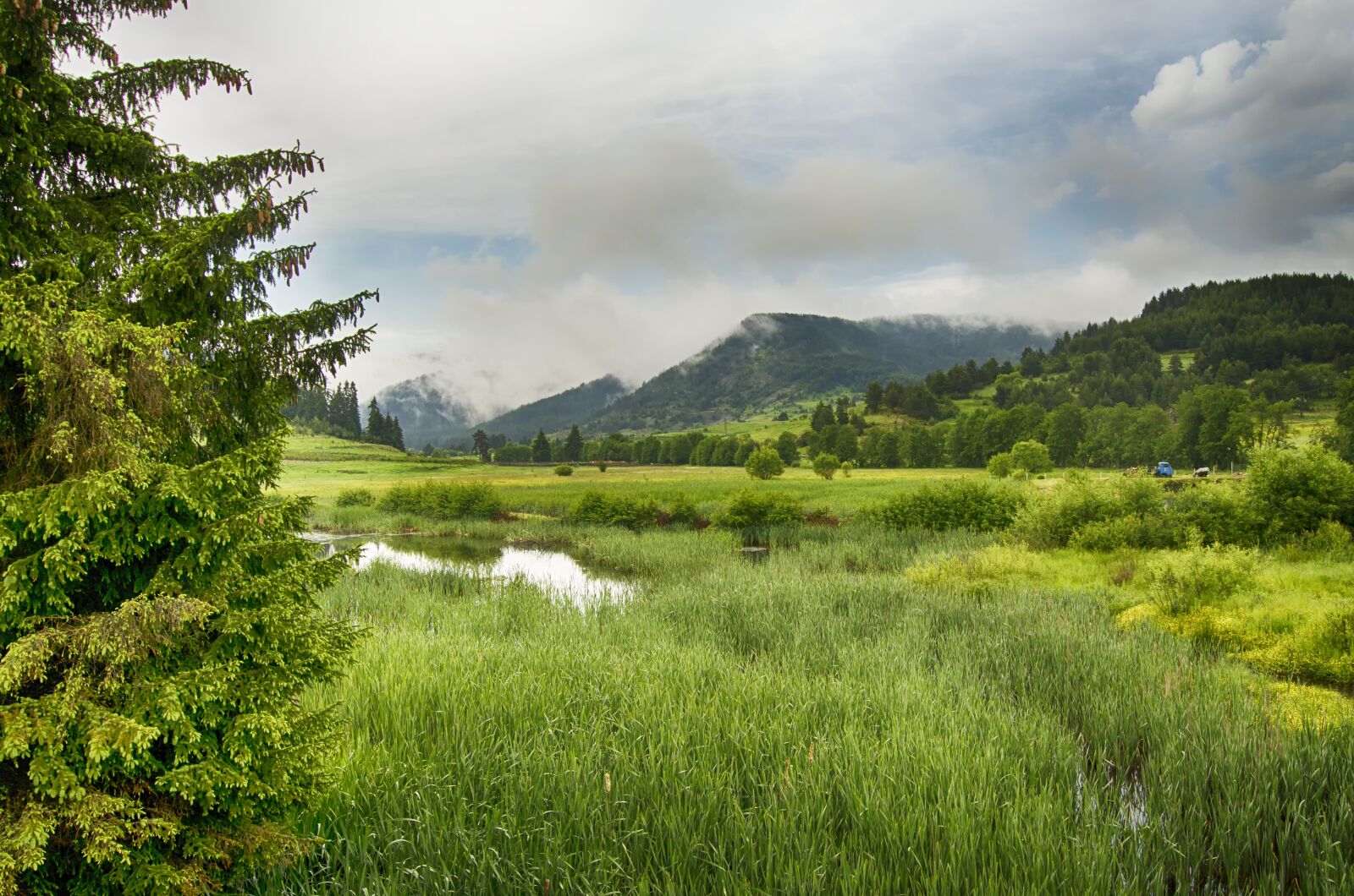 Nikon D5100 sample photo. Meadow, wetland, swamp photography