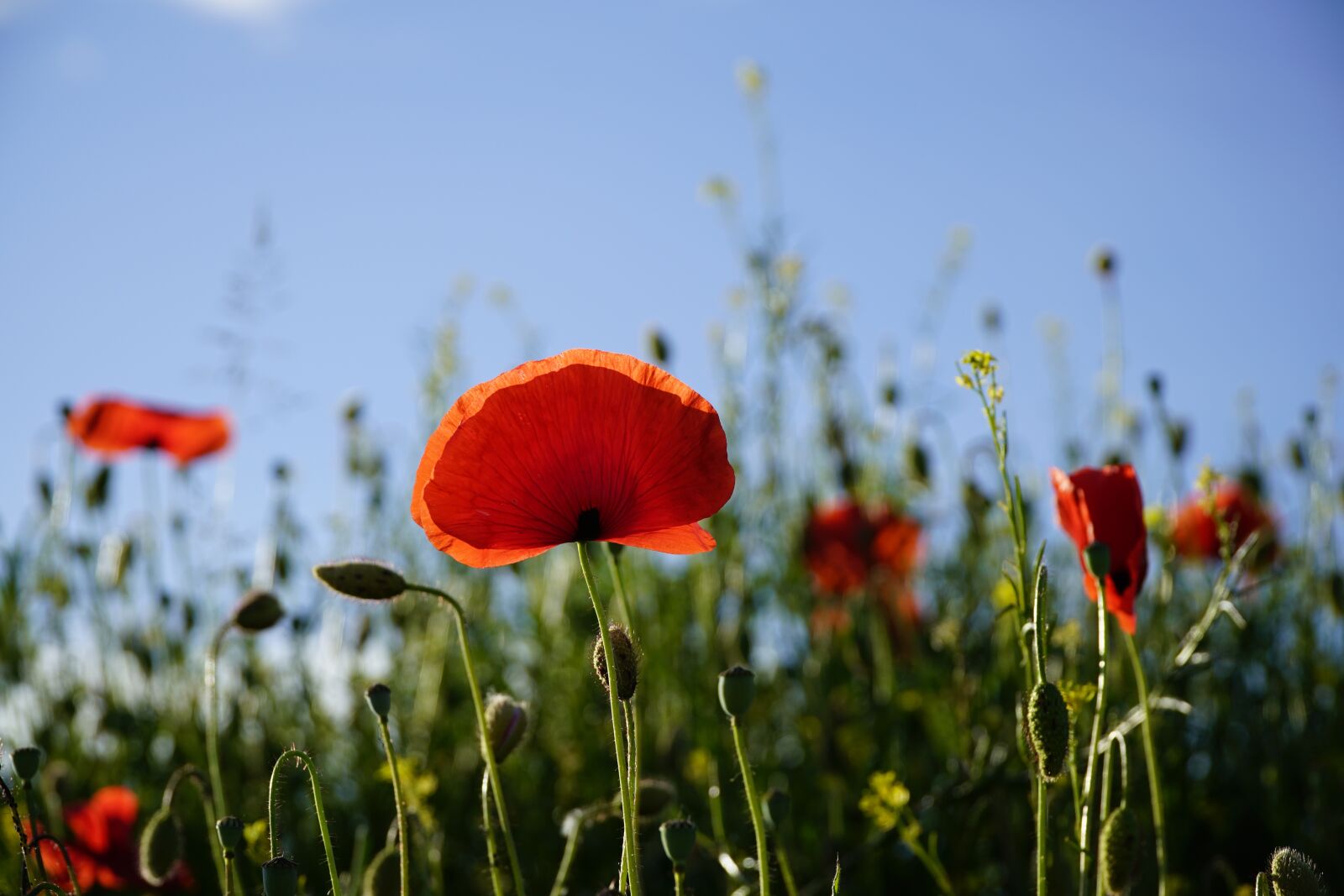 Sony a7R II + Sony E PZ 18-105mm F4 G OSS sample photo. Poppy, papaver, flower photography