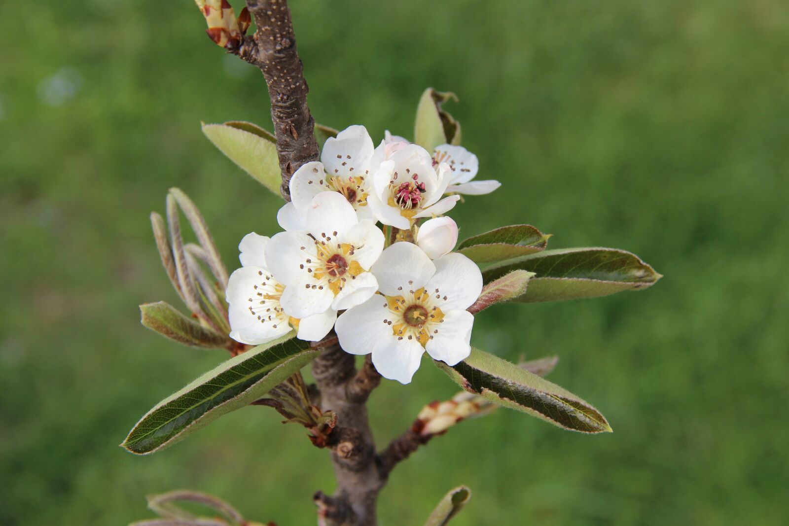 Canon EOS 600D (Rebel EOS T3i / EOS Kiss X5) sample photo. Apple blossom, white blossom photography