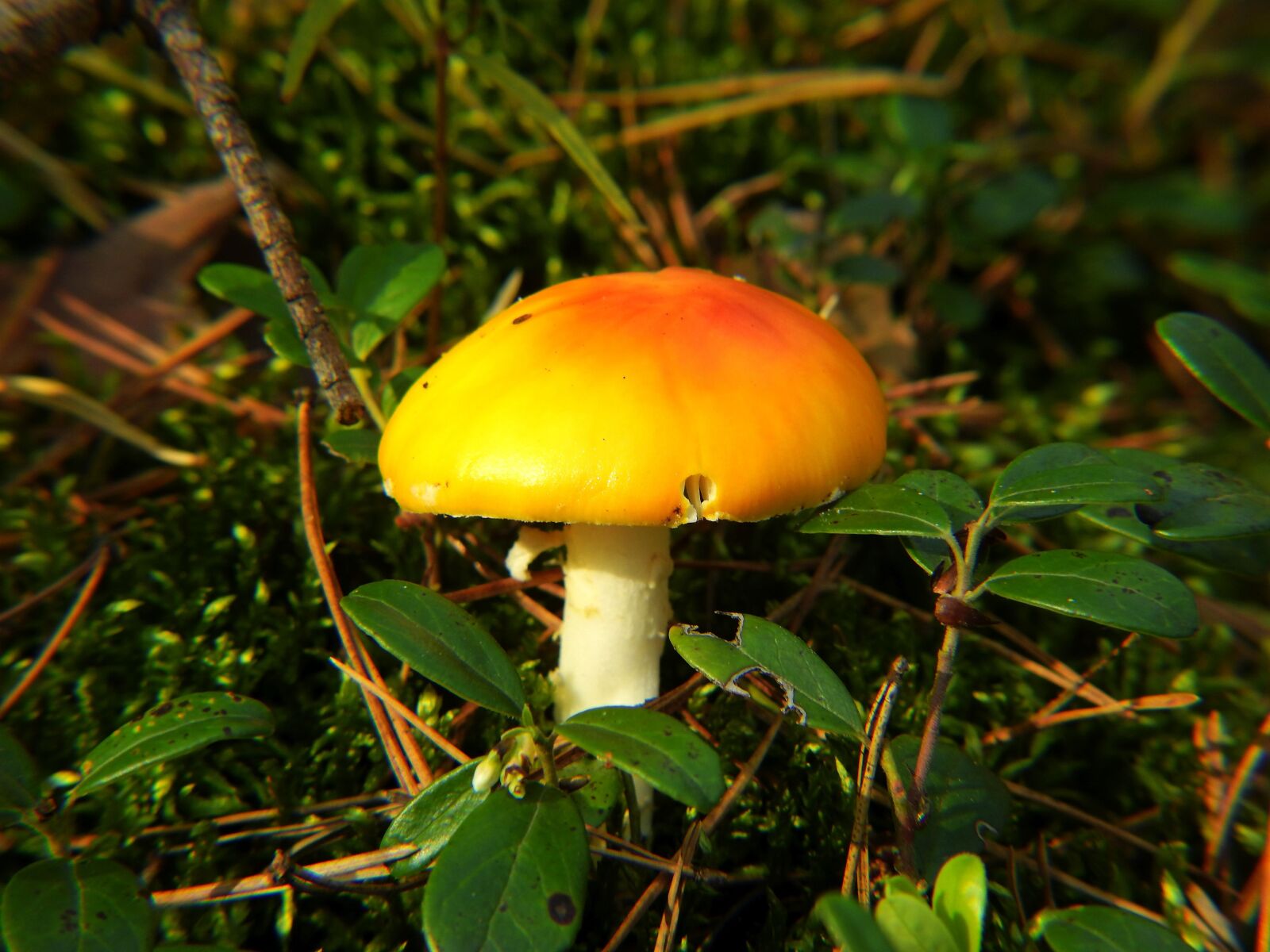 Nikon Coolpix P900 sample photo. Mushroom, forest, amanita photography