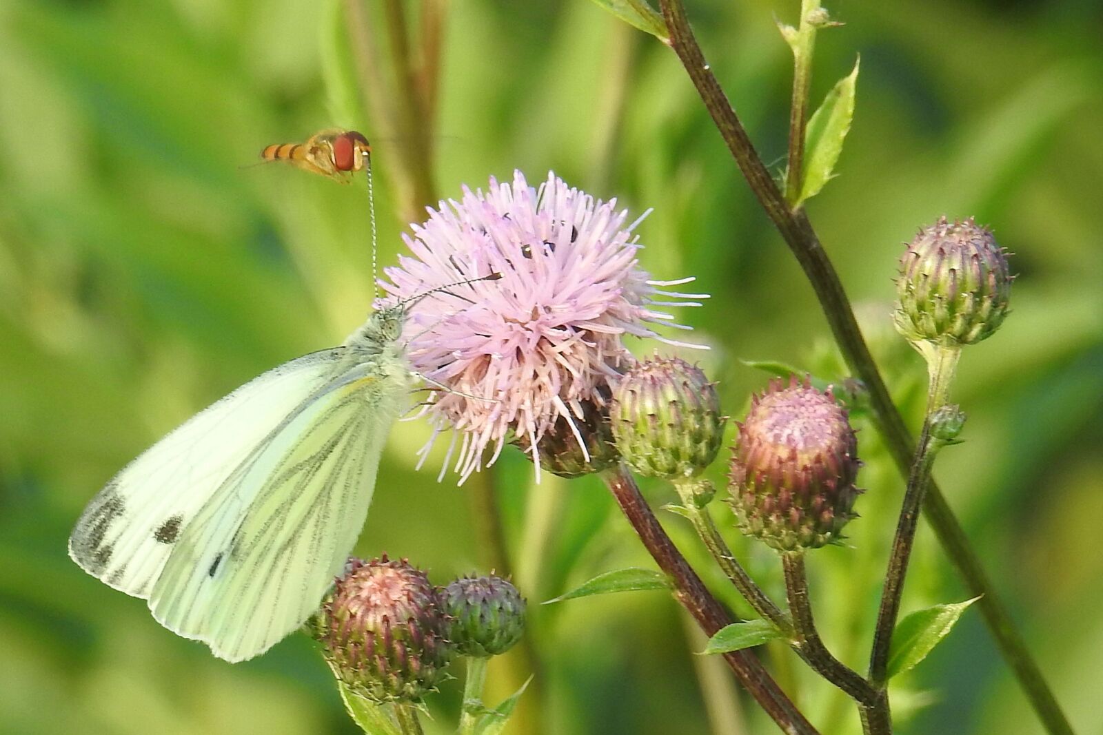 Nikon Coolpix P900 sample photo. Butterfly, white, dragonfly photography