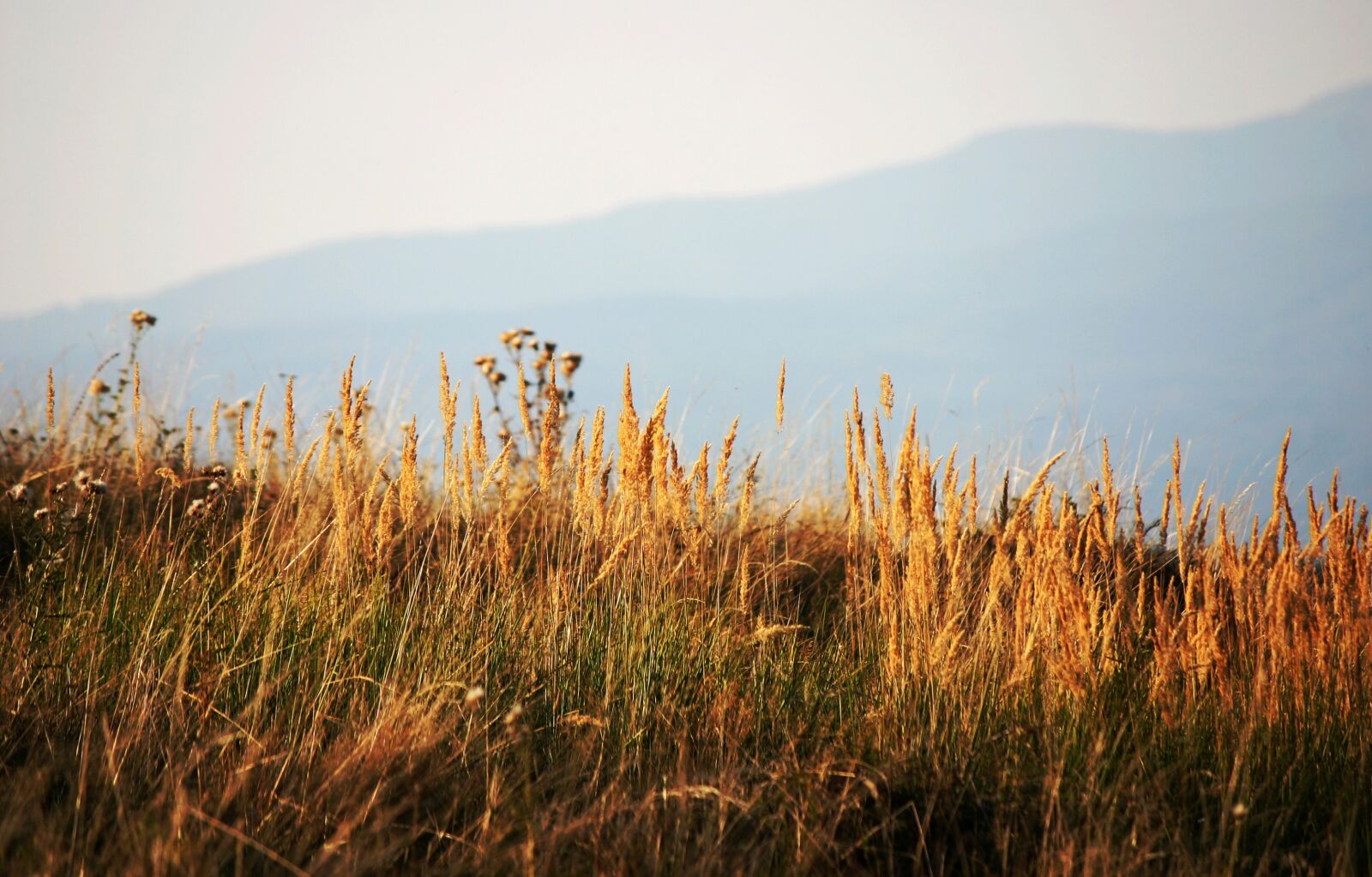 Canon EOS 300D (EOS Digital Rebel / EOS Kiss Digital) sample photo. Meadow, dry grass, autumn photography