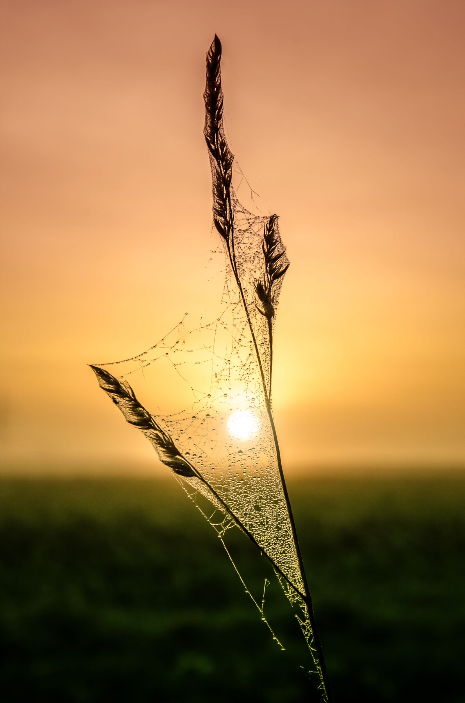 Nikon D5100 sample photo. Sunrise, sky, nature photography