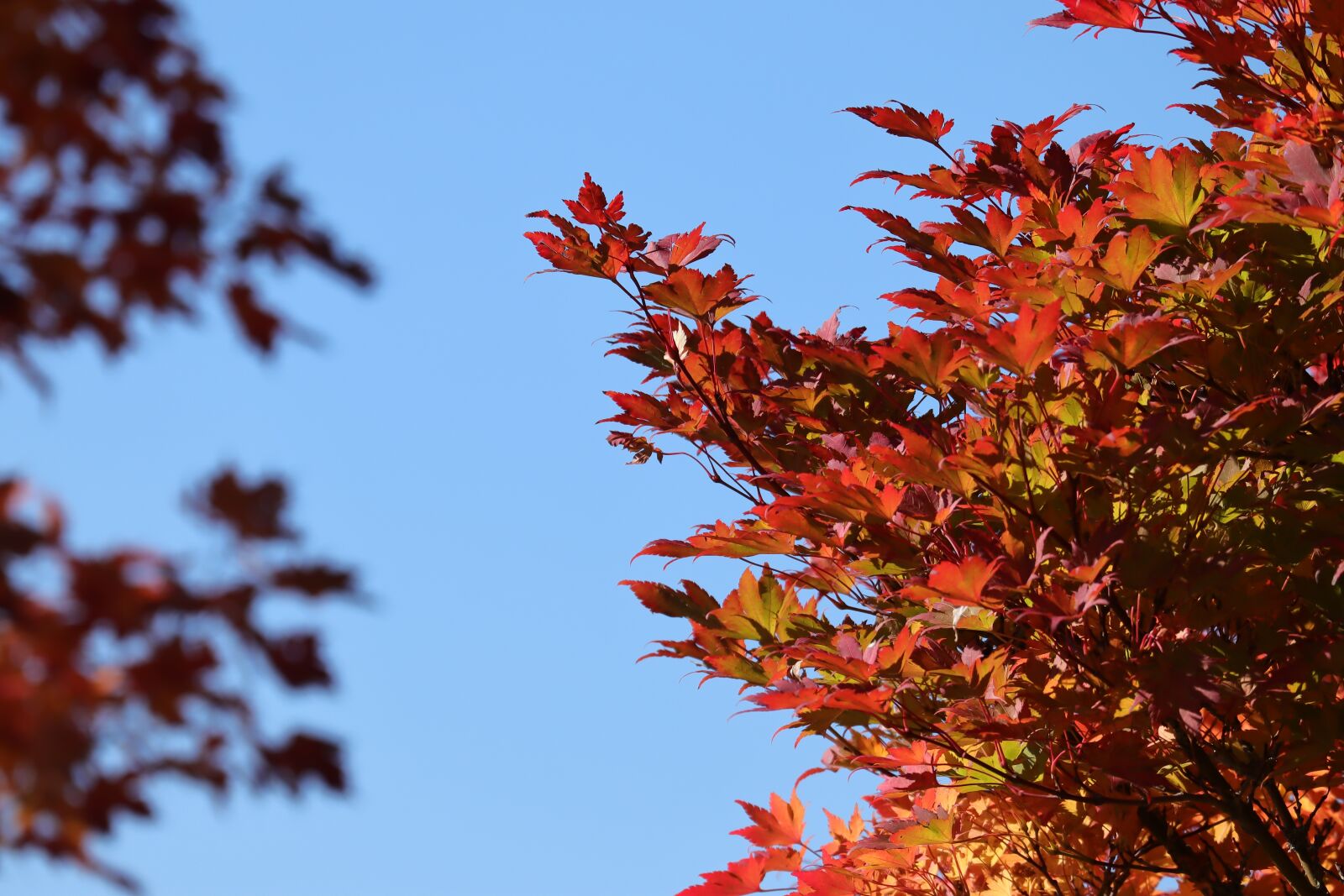 Canon EOS M50 (EOS Kiss M) sample photo. Maple, tree, nature photography
