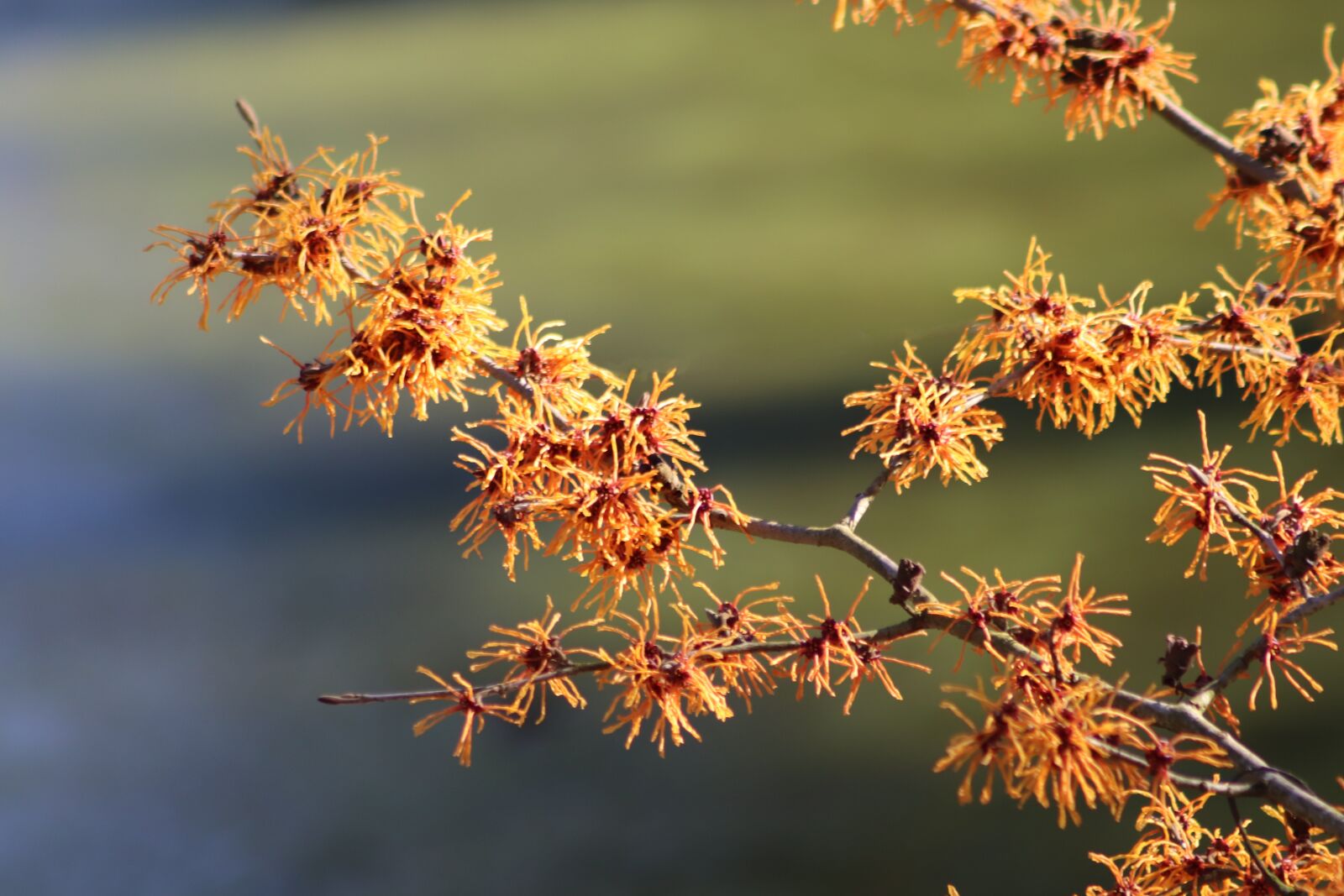 Canon EOS 800D (EOS Rebel T7i / EOS Kiss X9i) sample photo. Flowers, orange, witch hazel photography