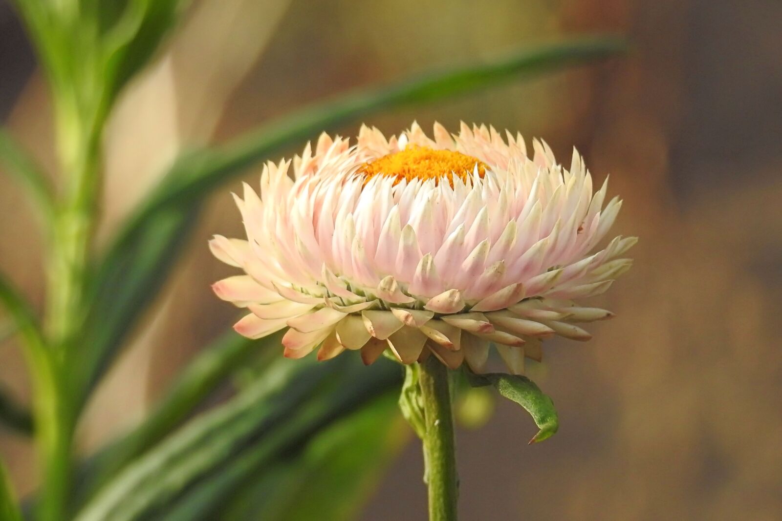 Nikon Coolpix P900 sample photo. Straw flowers, composites, helichrysum photography