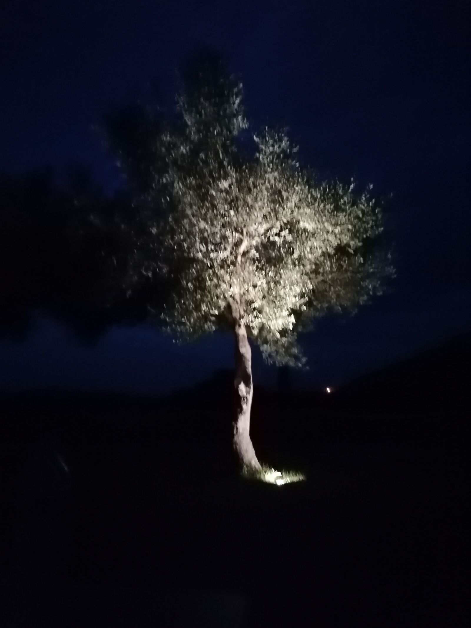 HUAWEI MAR-LX1A sample photo. Tree, light, night photography