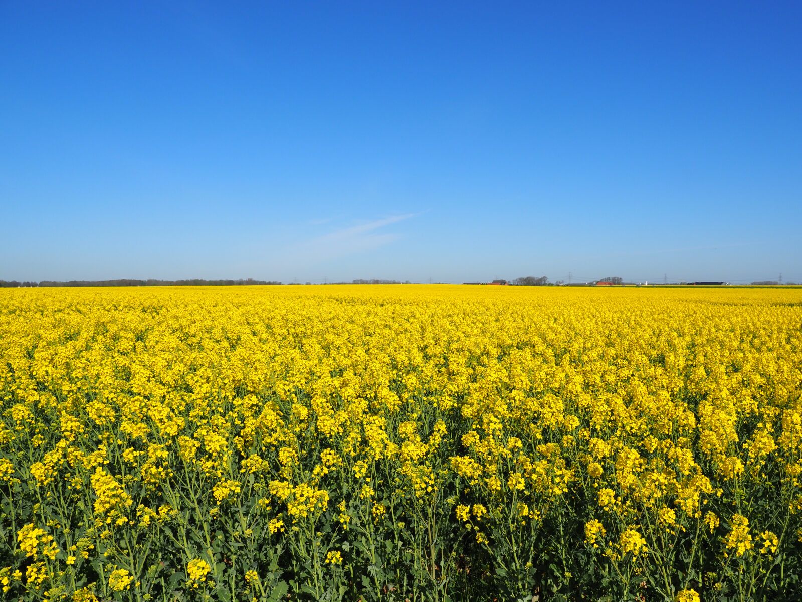 Olympus M.Zuiko Digital ED 12-100mm F4.0 IS Pro sample photo. Rapeseed, flowers, yellow photography