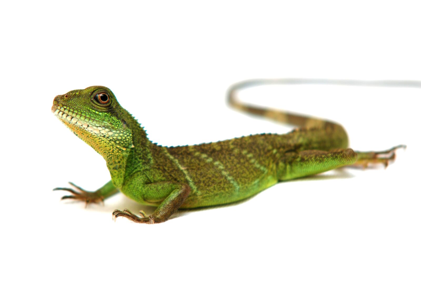 Nikon D80 sample photo. Lizard, reptile, animal photography